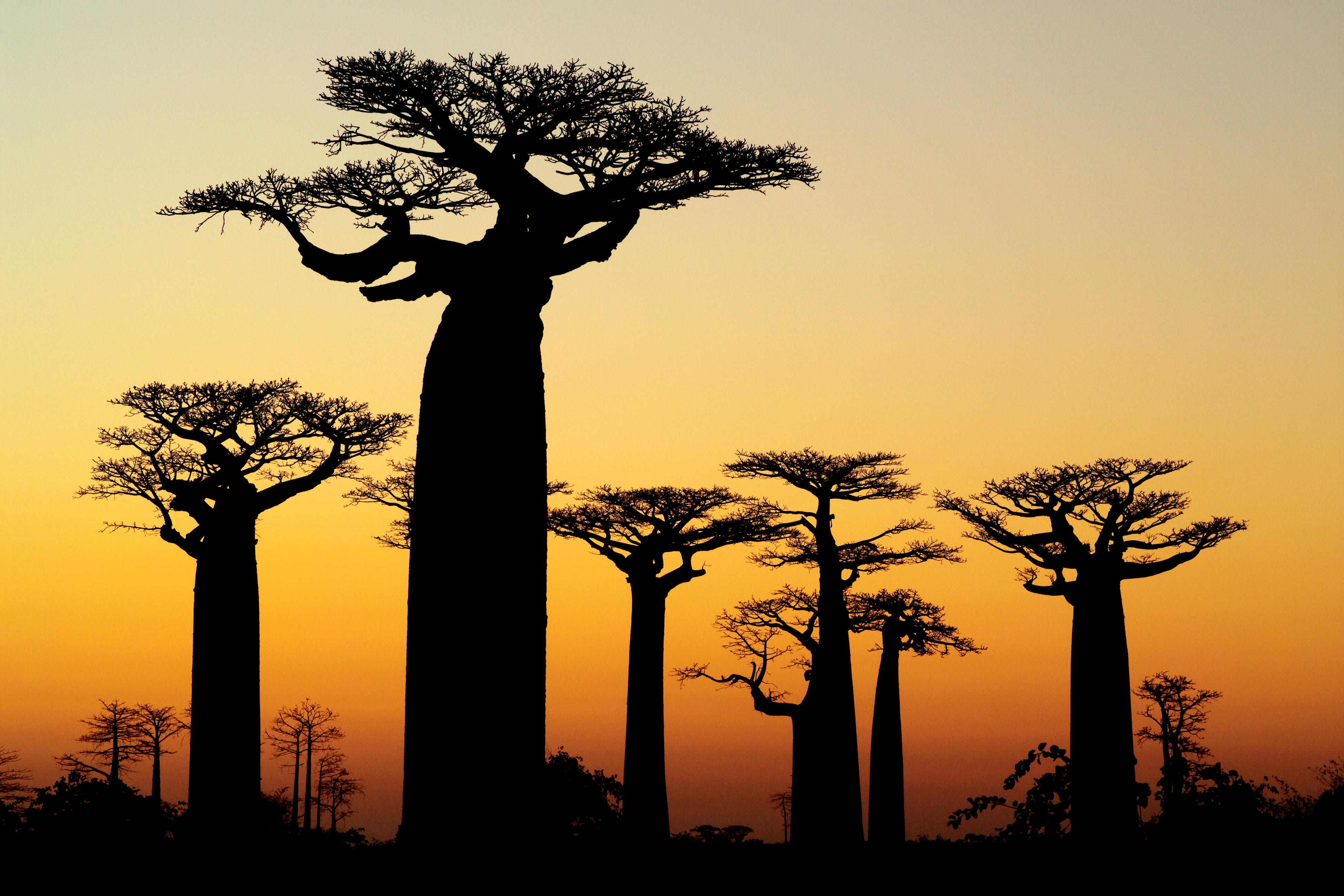 Madagascar: The Truth Behind The Movie