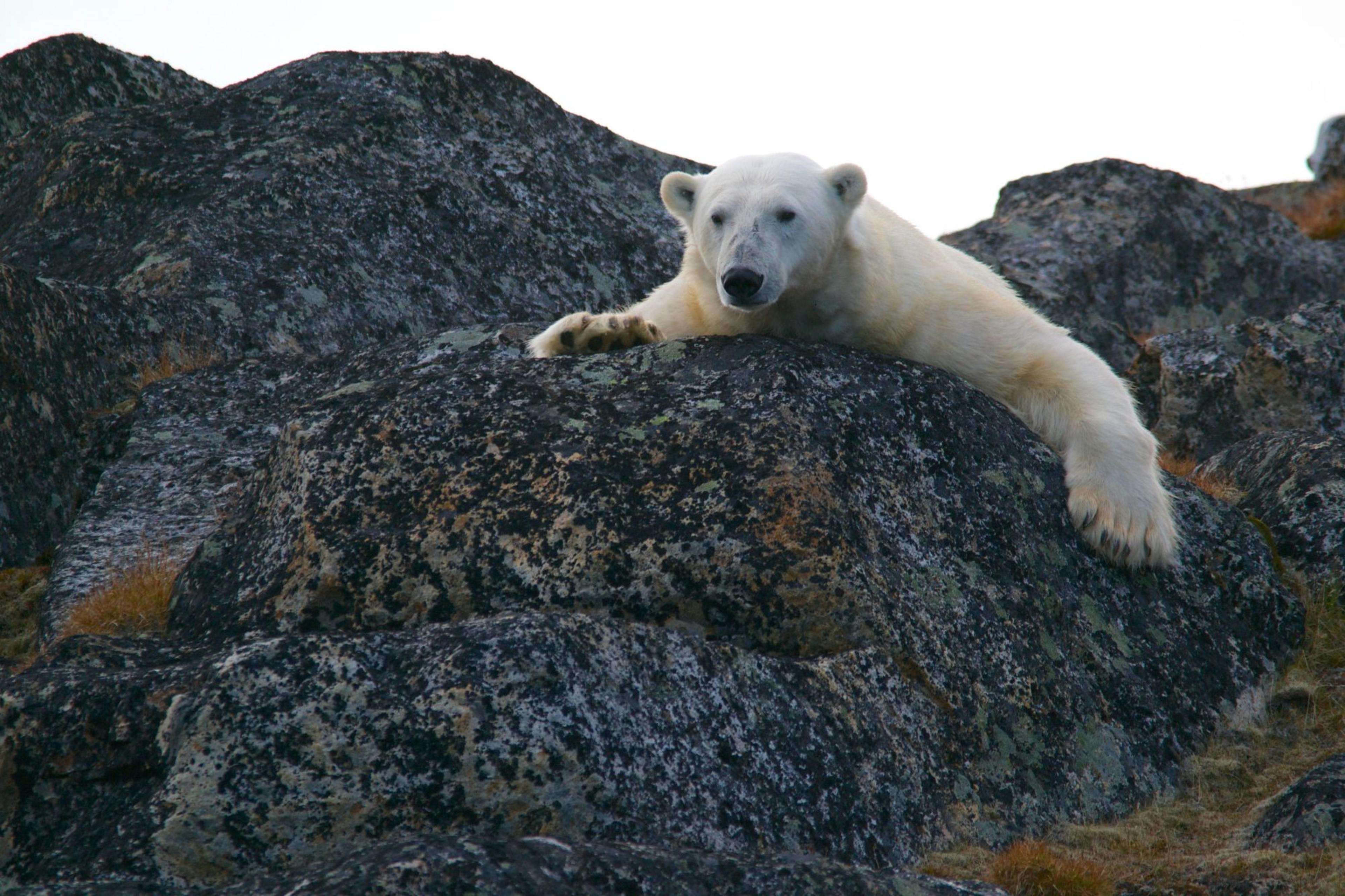 5 Captivating Experiences on an Arctic Voyage 