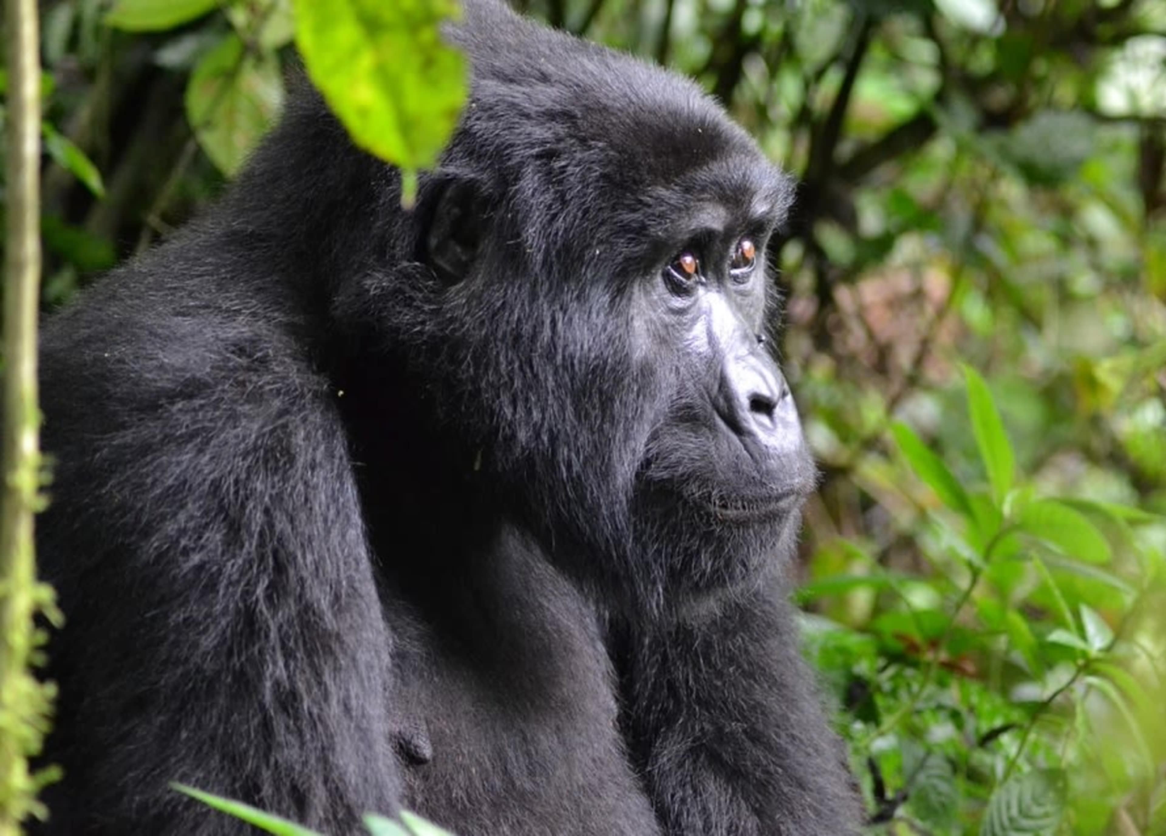Kenya & Uganda: Gorillas & Big Five Adventure photo 8