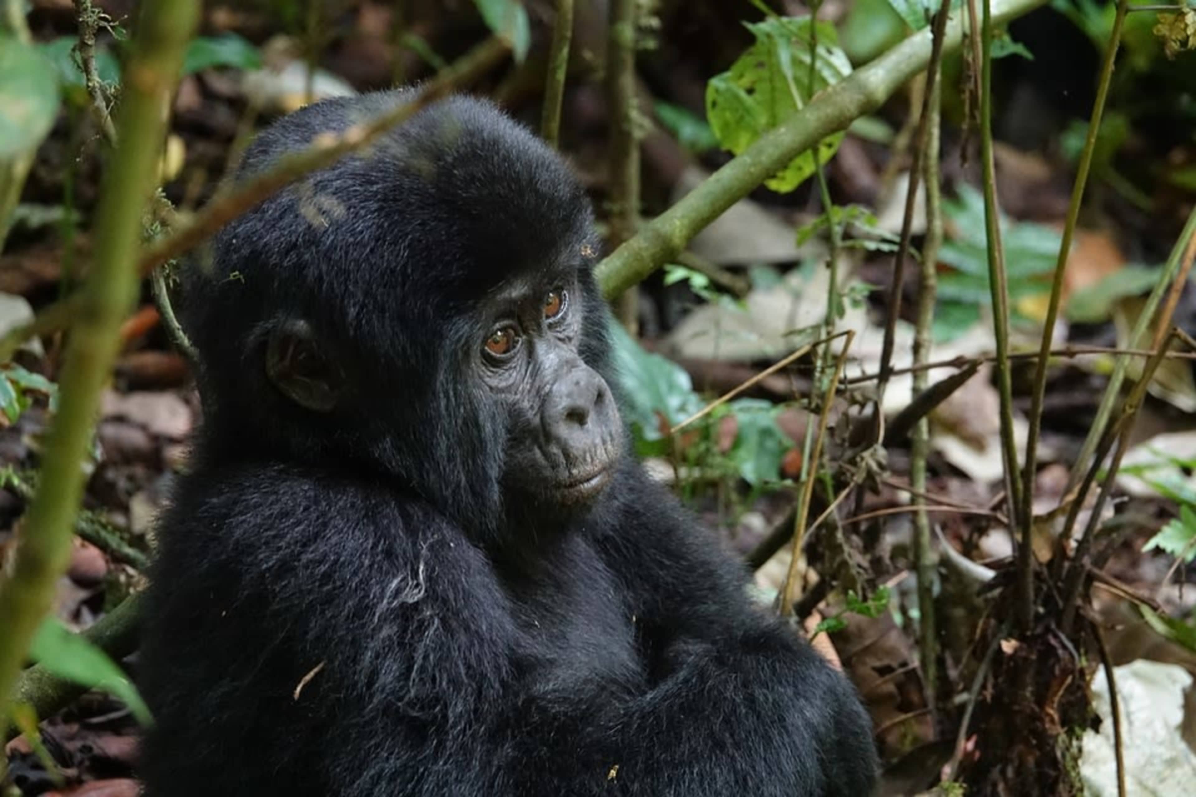 Kenya & Uganda: Gorillas & Big Five Adventure photo 10