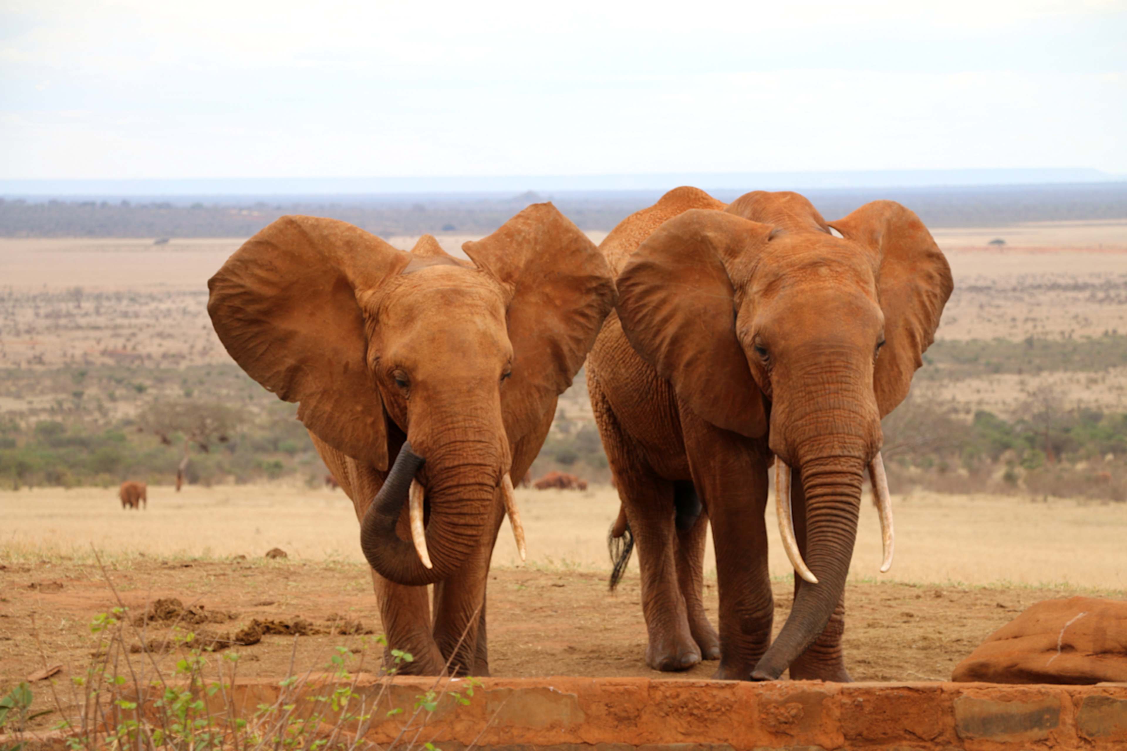 Iconic Kenya Parks & Diani Beach Paradise photo 4
