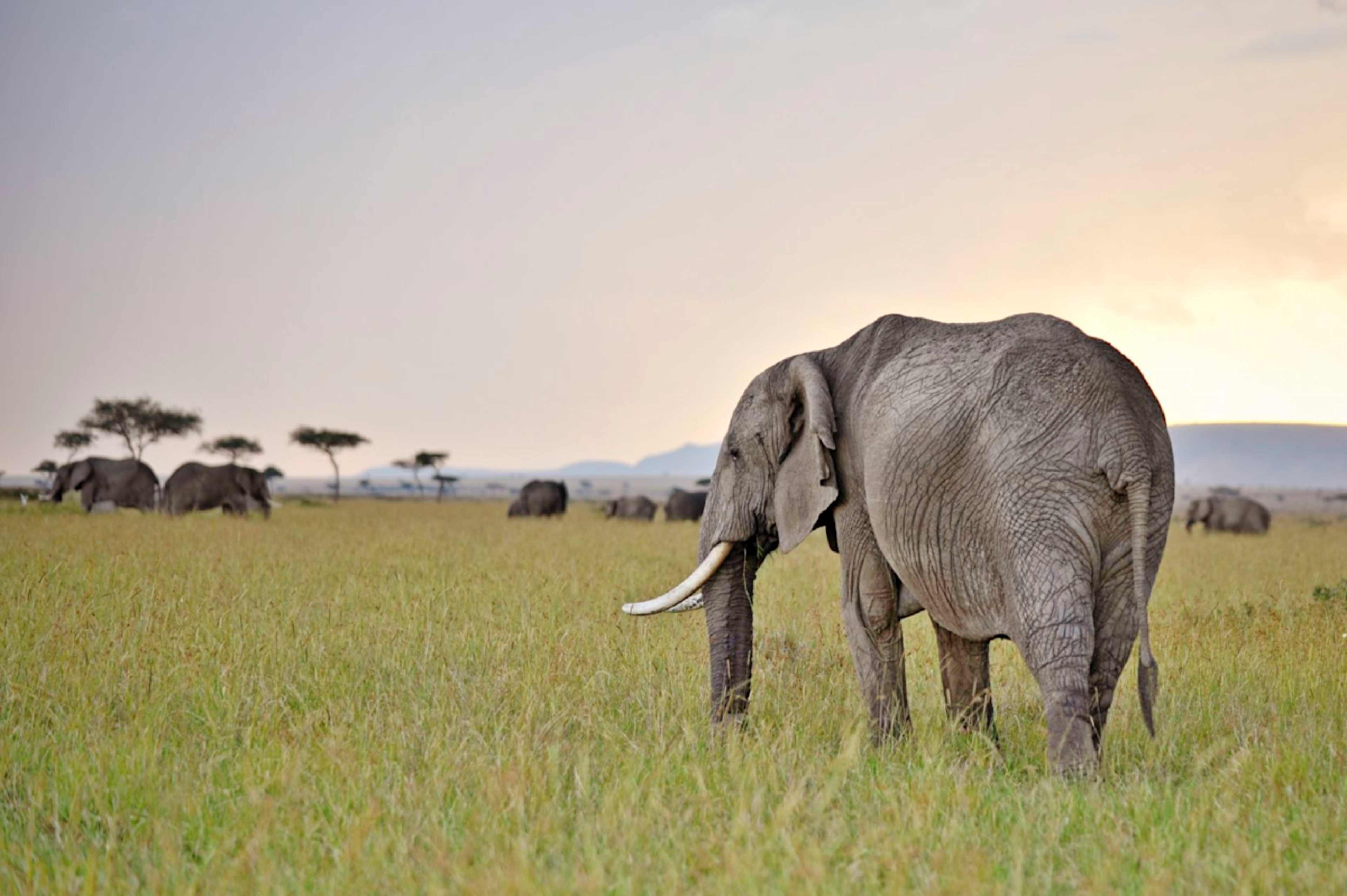 Egypt & Kenya: Ancient Pyramids & Big Five Safari photo 2