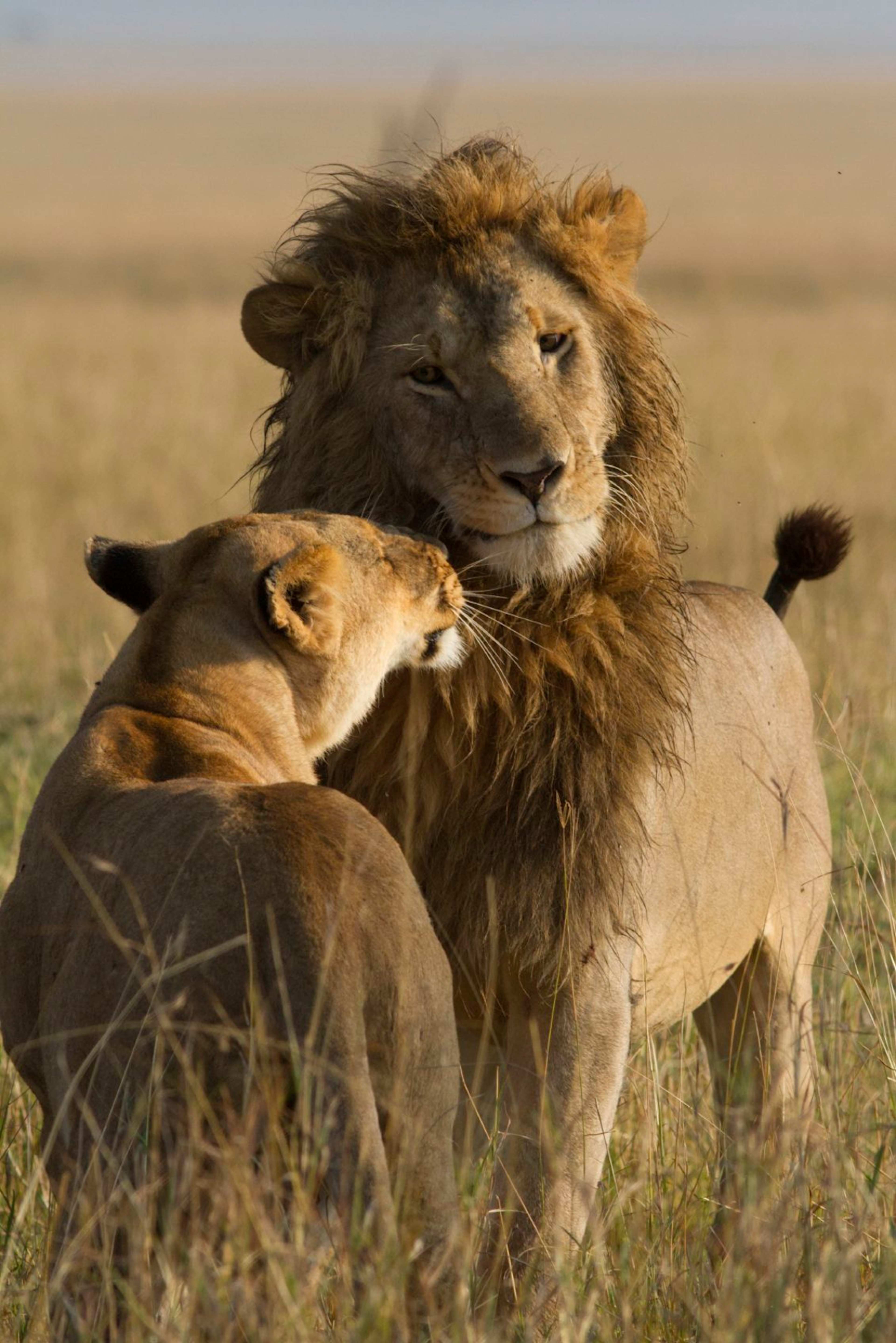 Iconic Kenya Parks & Diani Beach Paradise photo 2