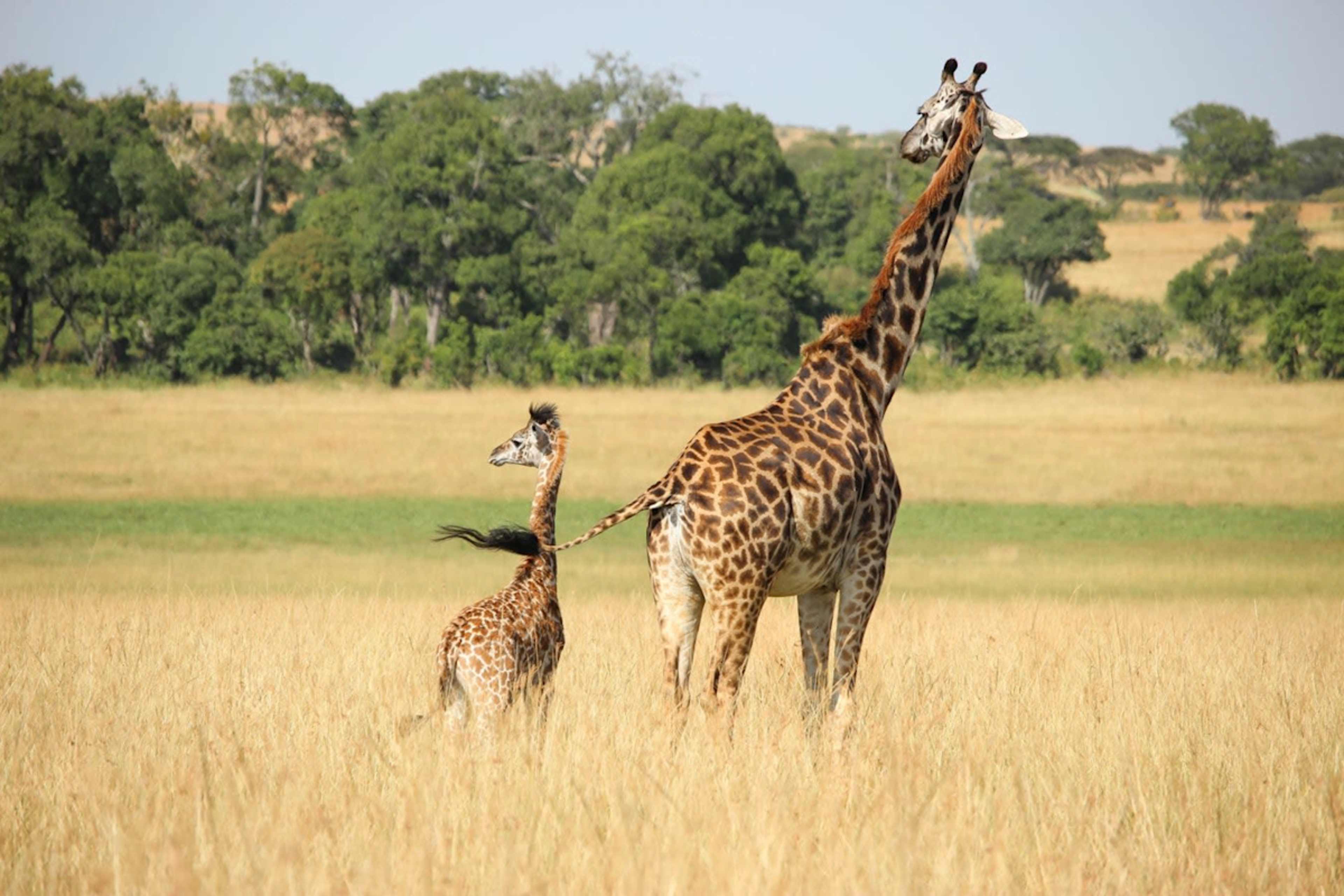 Kenya & Uganda: Gorillas & Big Five Adventure photo 7