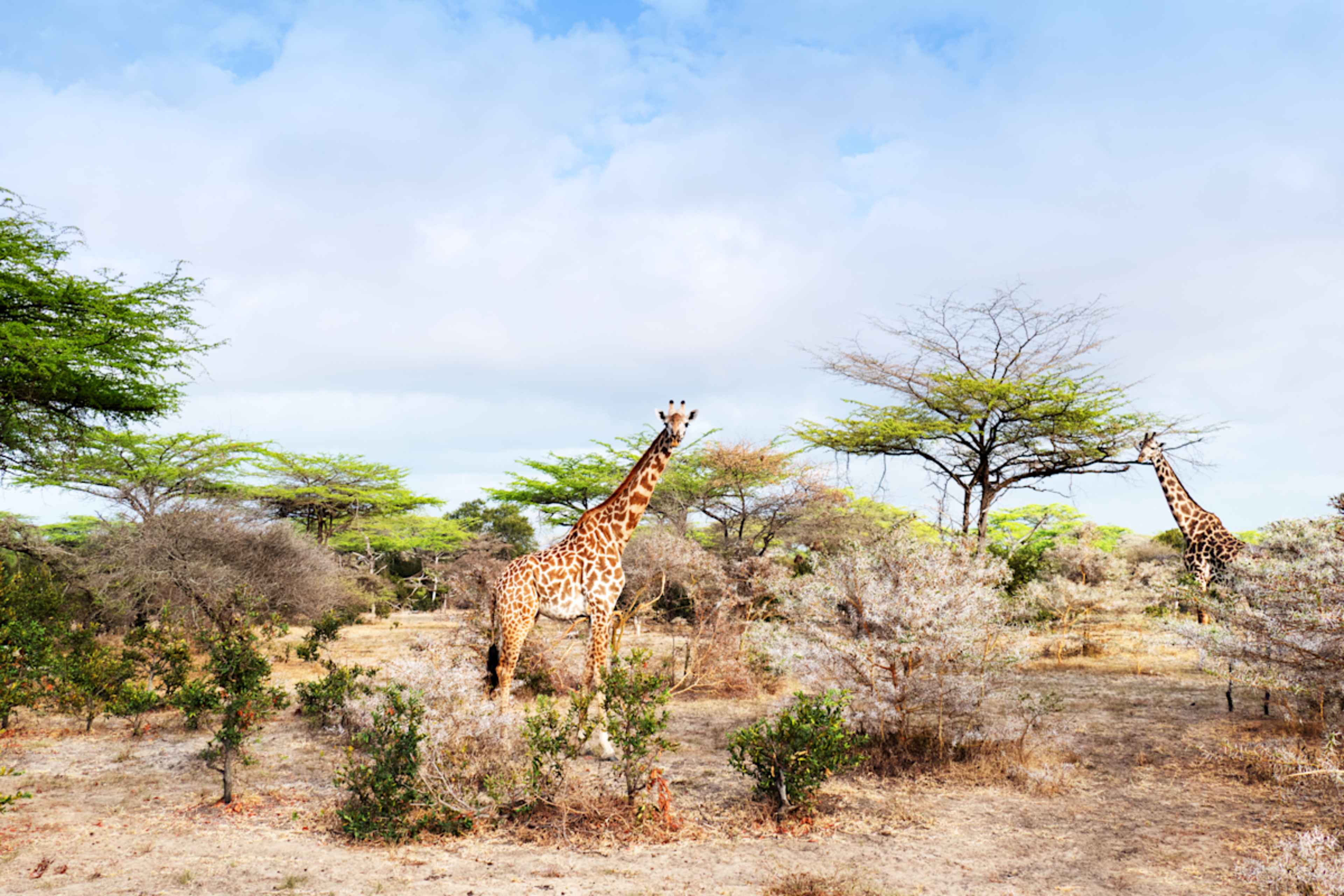Uncharted Tanzania: North to South Safari photo 5