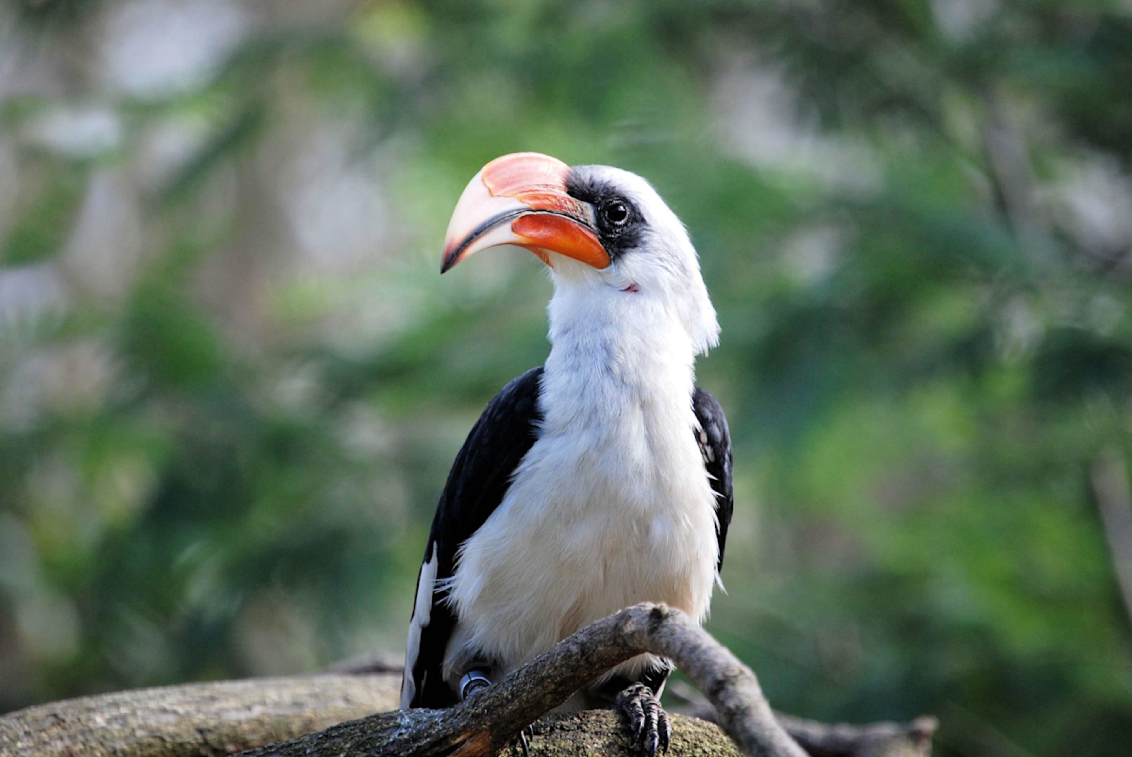 Wildlife Wonders of Malaysia photo 4