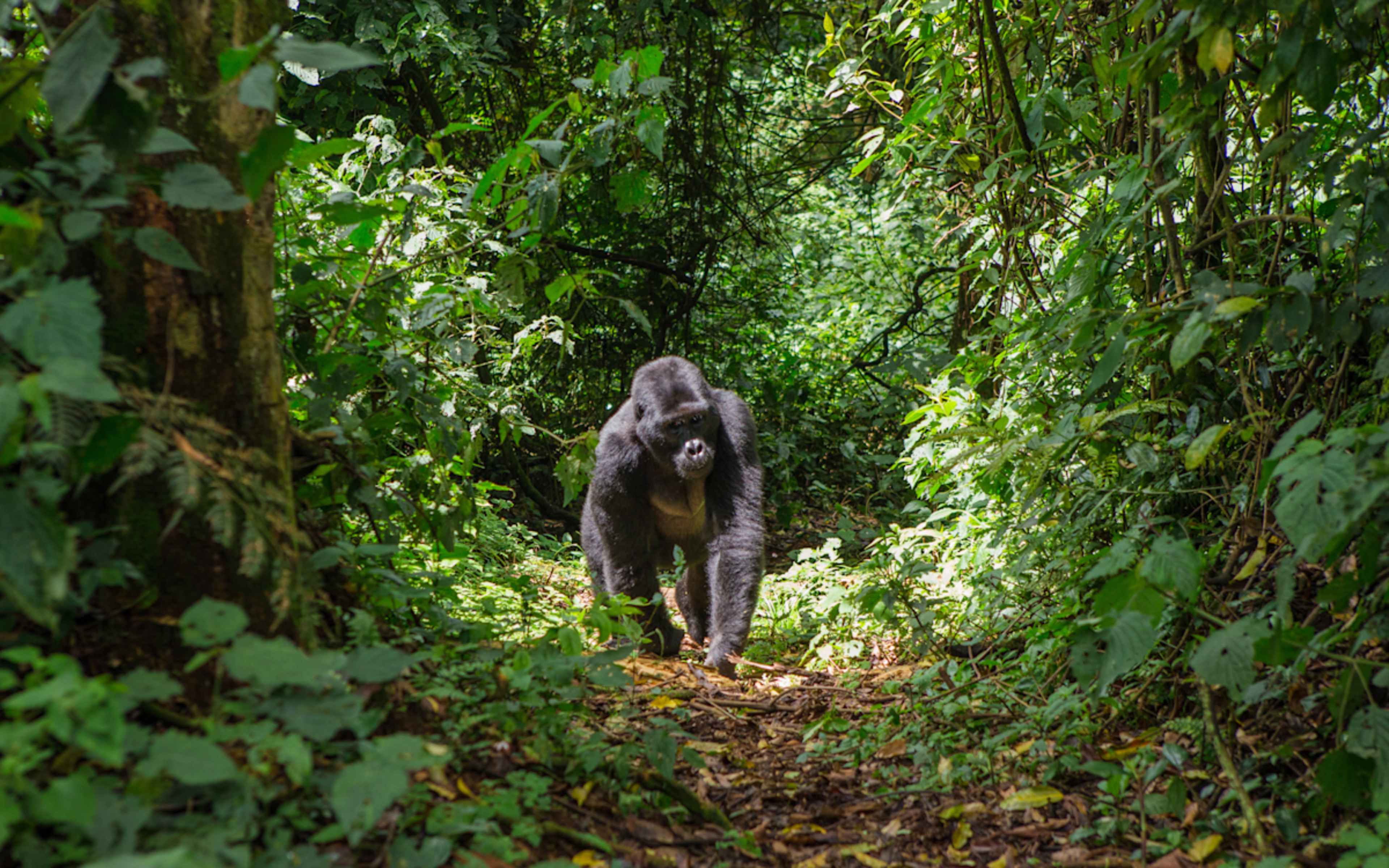 Legends of the Wild: Uganda Luxury Safari photo 1