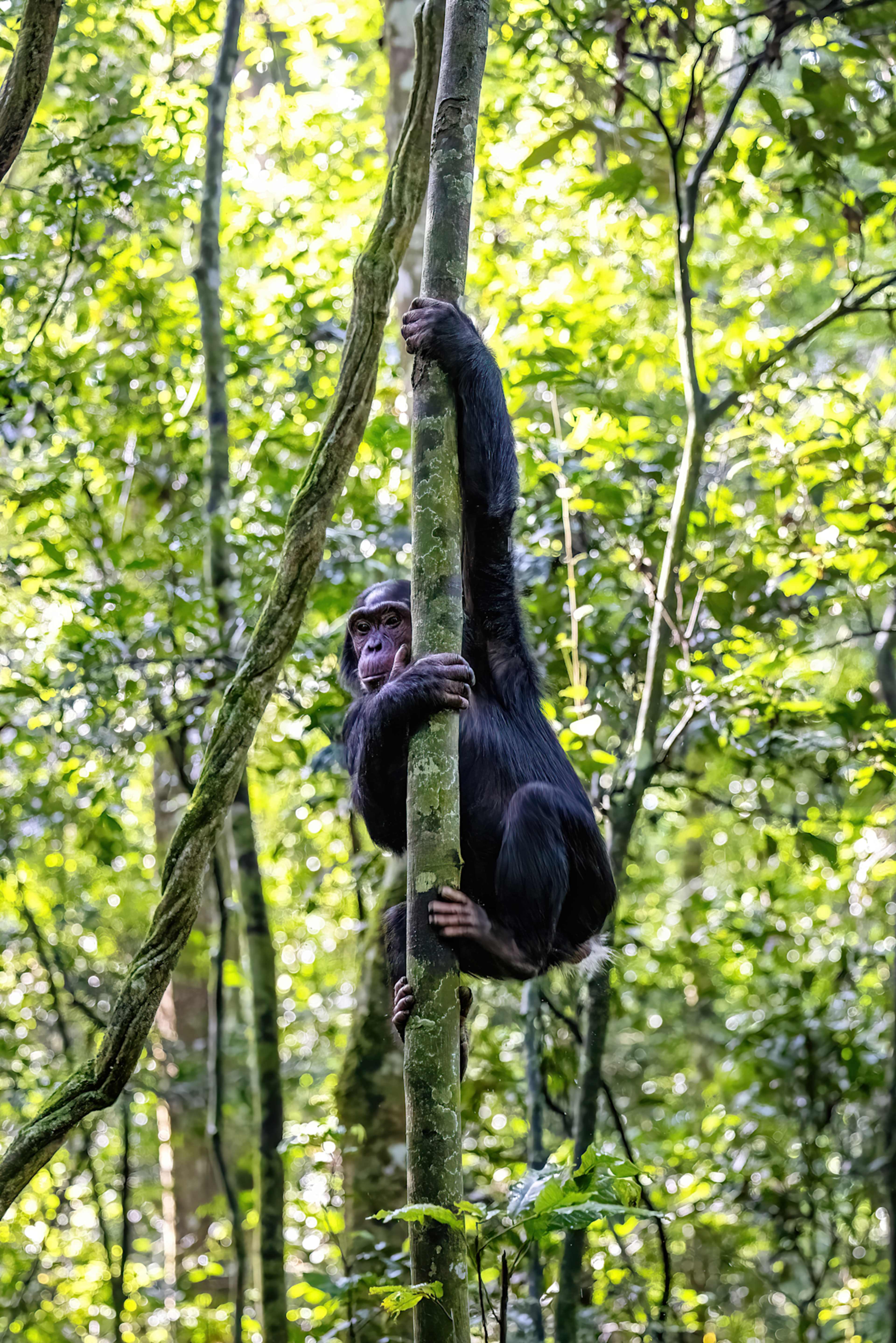 Legends of the Wild: Uganda Luxury Safari photo 3