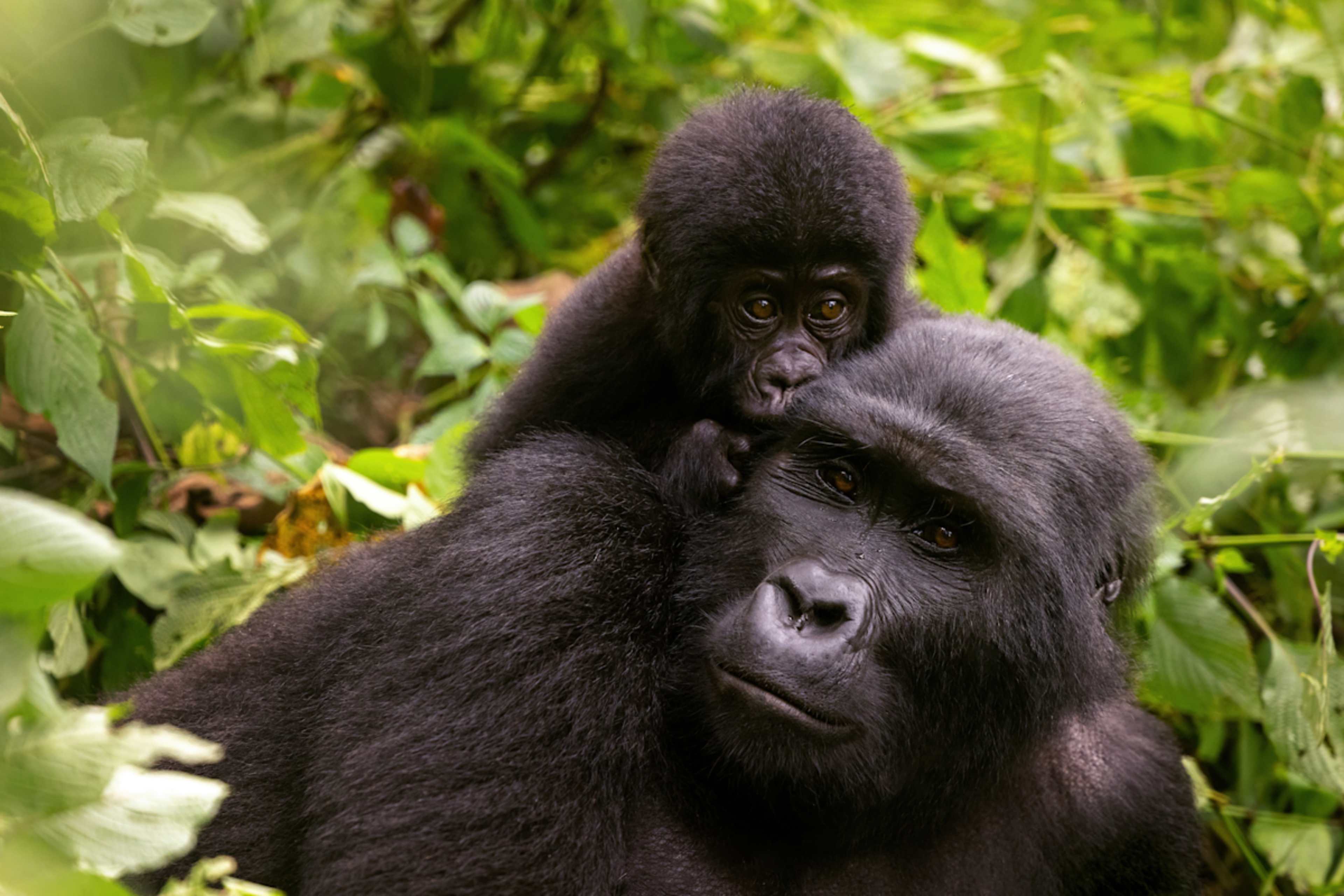 Uganda Gorillas and Game Tracker photo 4