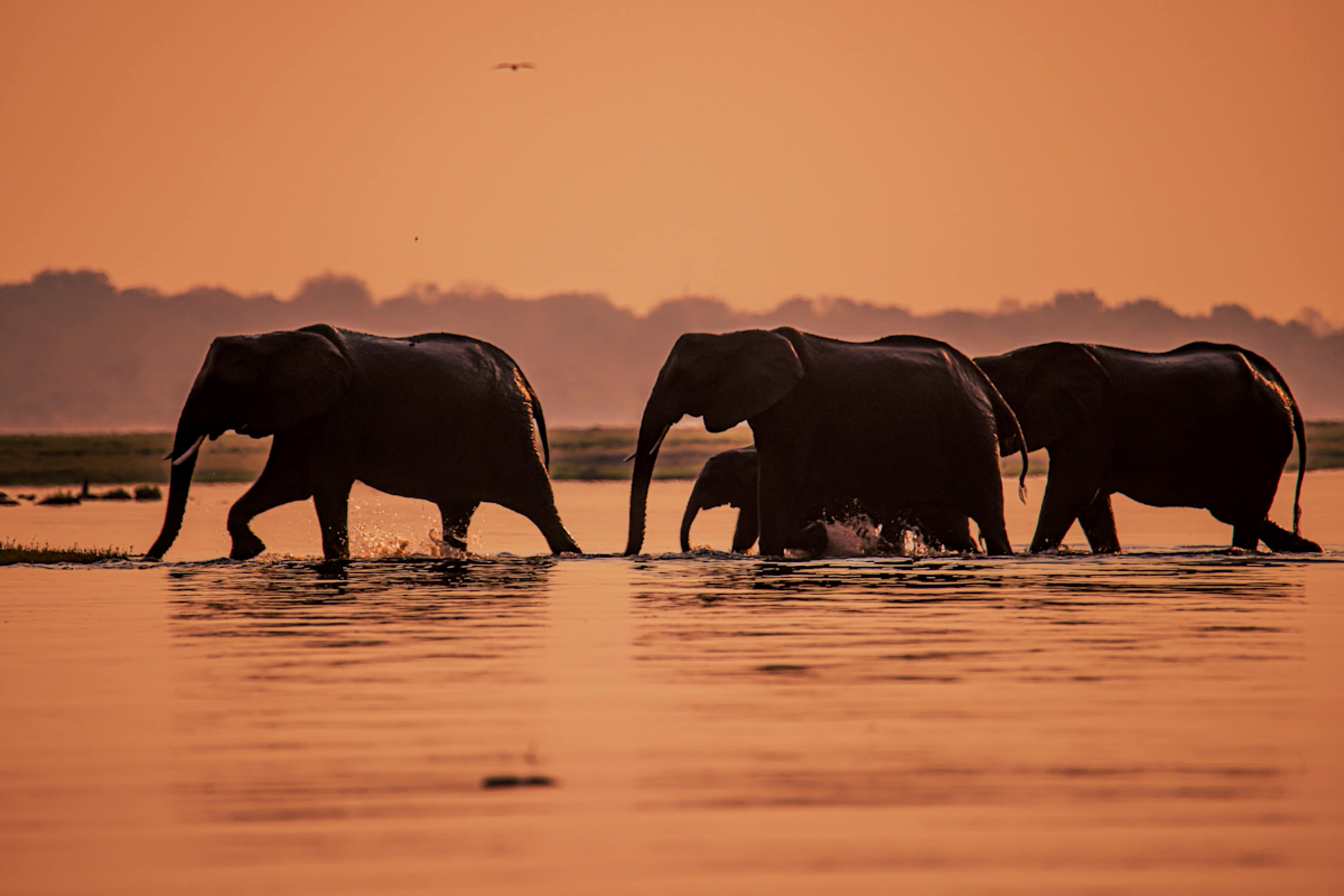 Wild Botswana: Zebra Migration & Okavango Safari photo 4