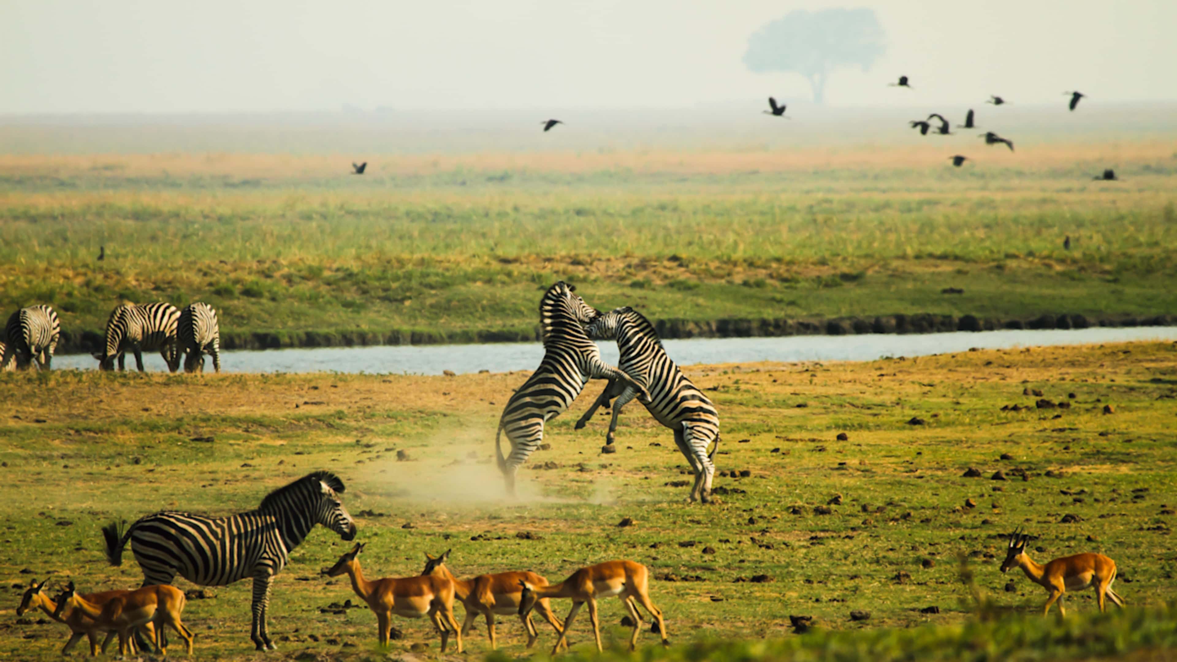 Wild Botswana: Zebra Migration & Okavango Safari photo 8