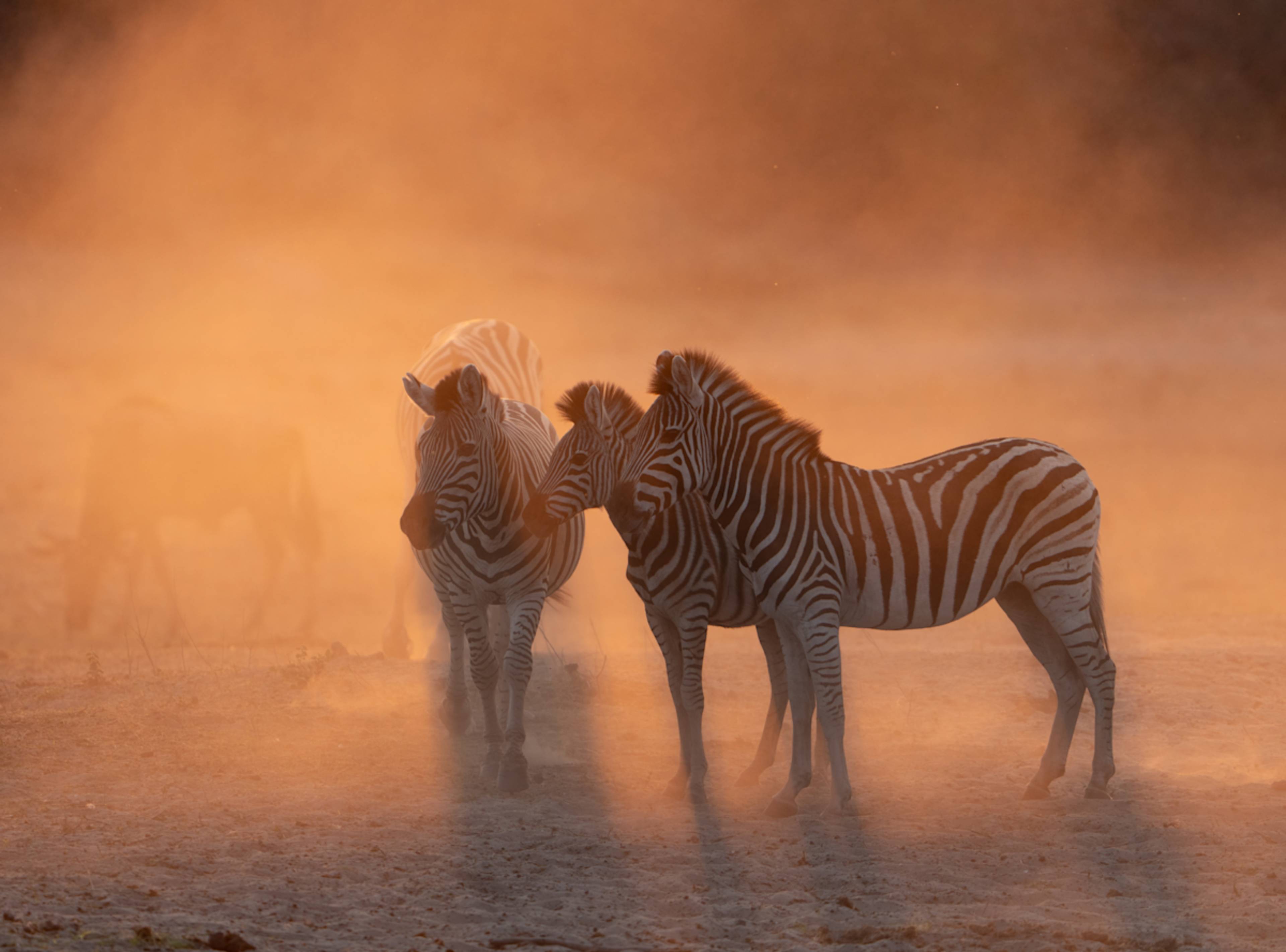 Wild Botswana: Zebra Migration & Okavango Safari photo 7