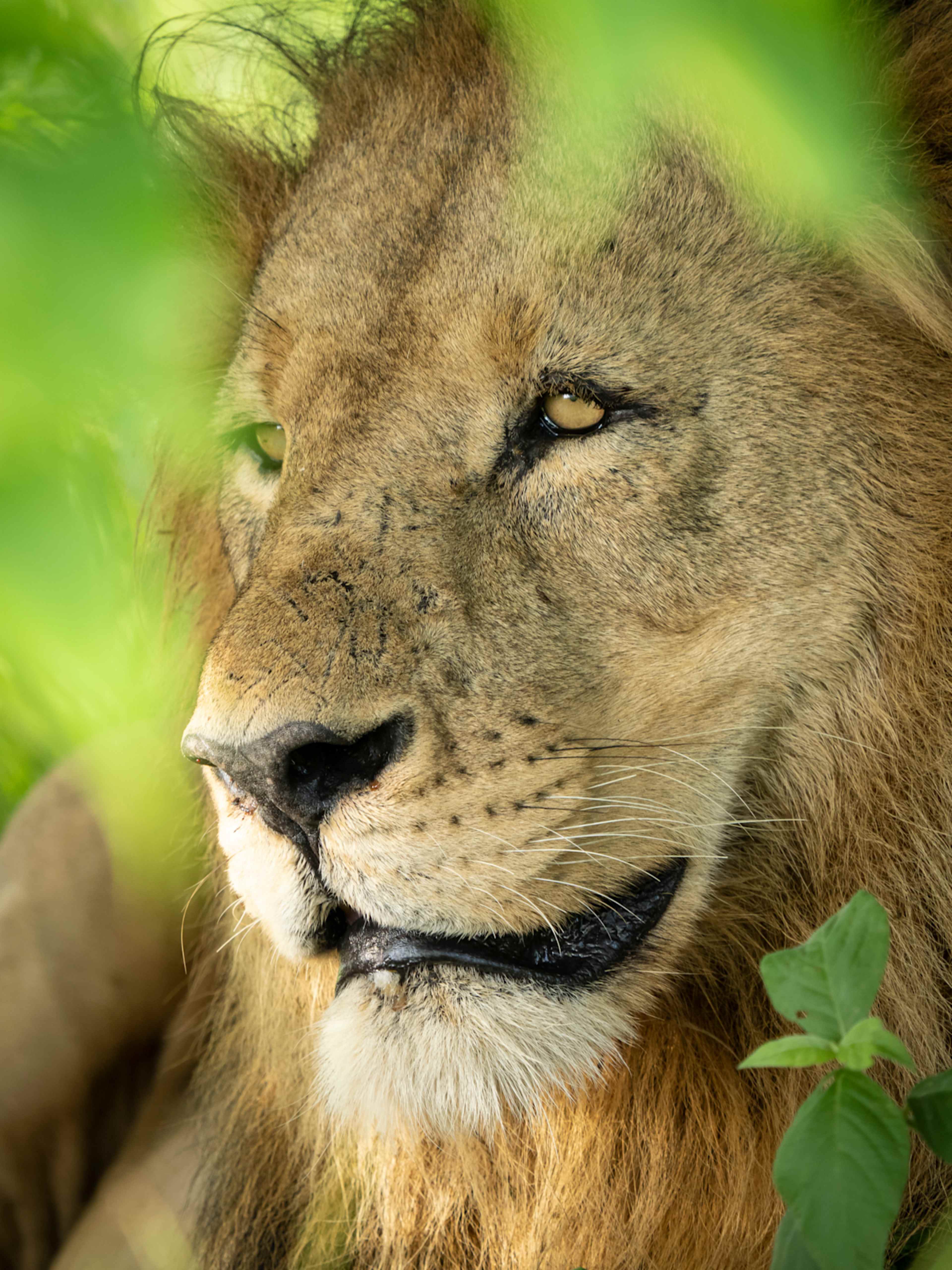 Wild Botswana: Zebra Migration & Okavango Safari photo 2