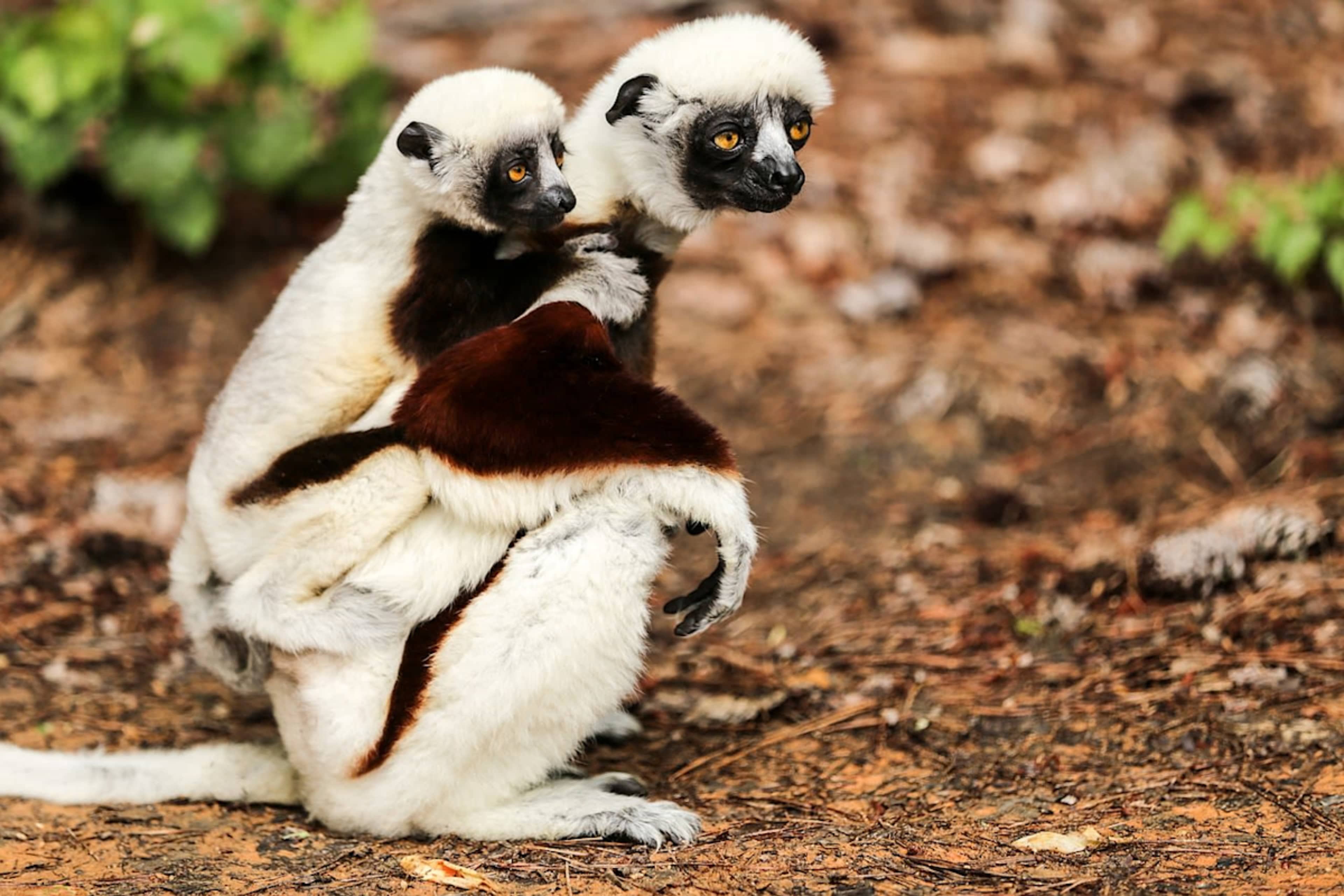 Madagascar Lemur Fever photo 3