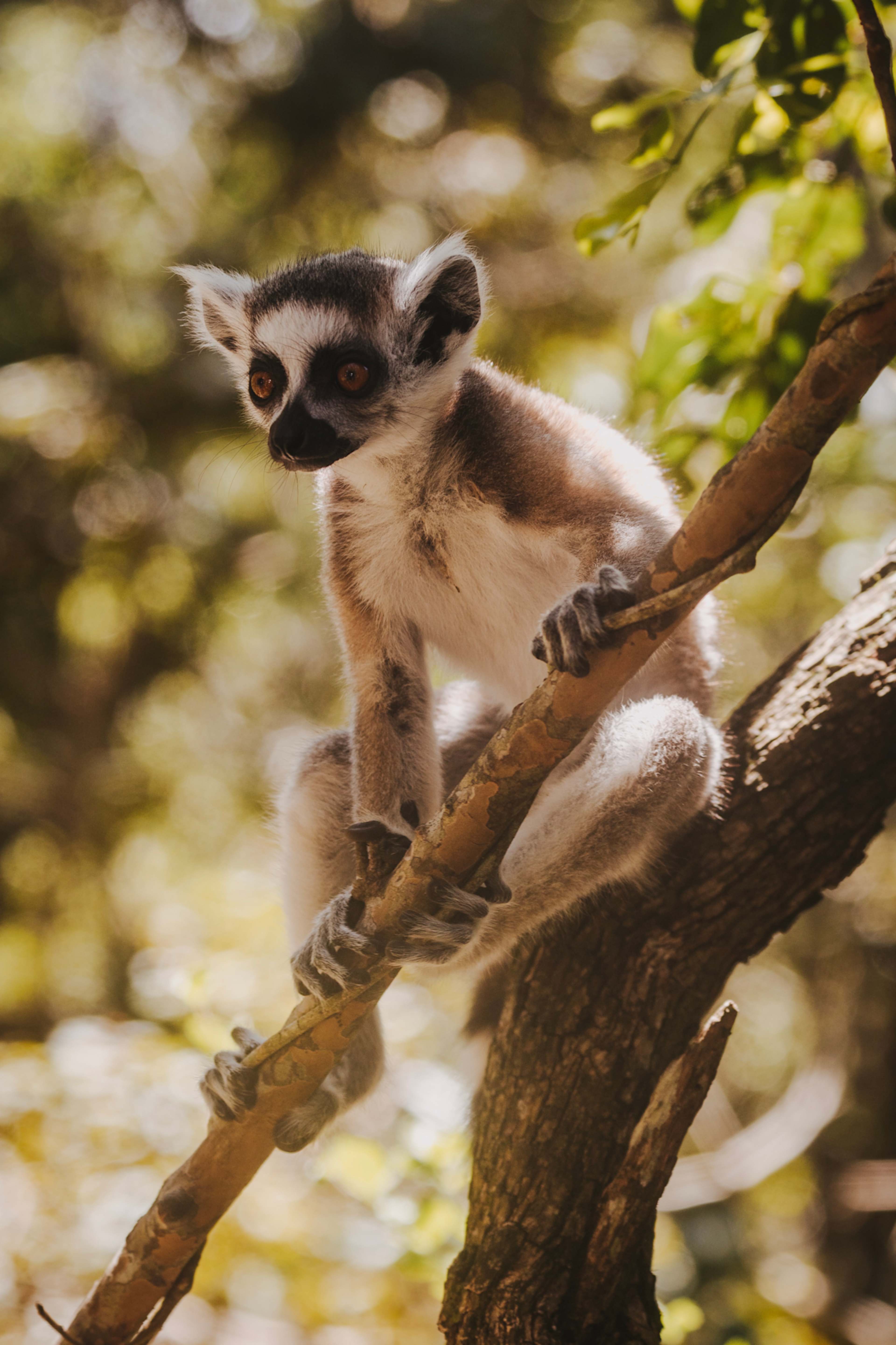 Madagascar's Anjajavy Reserve & Rainforest Wildlife photo 2