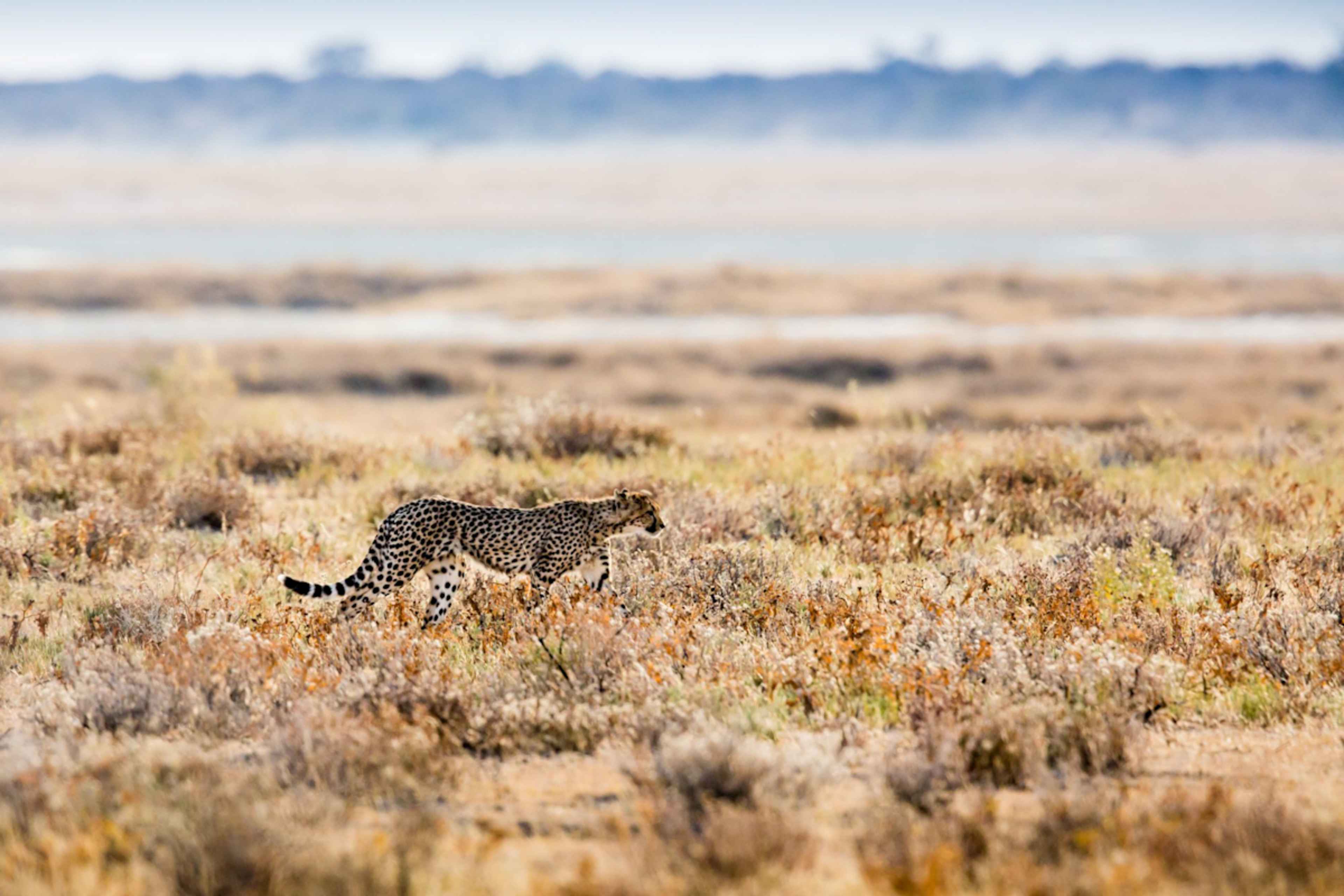 Best of Namibia photo 4
