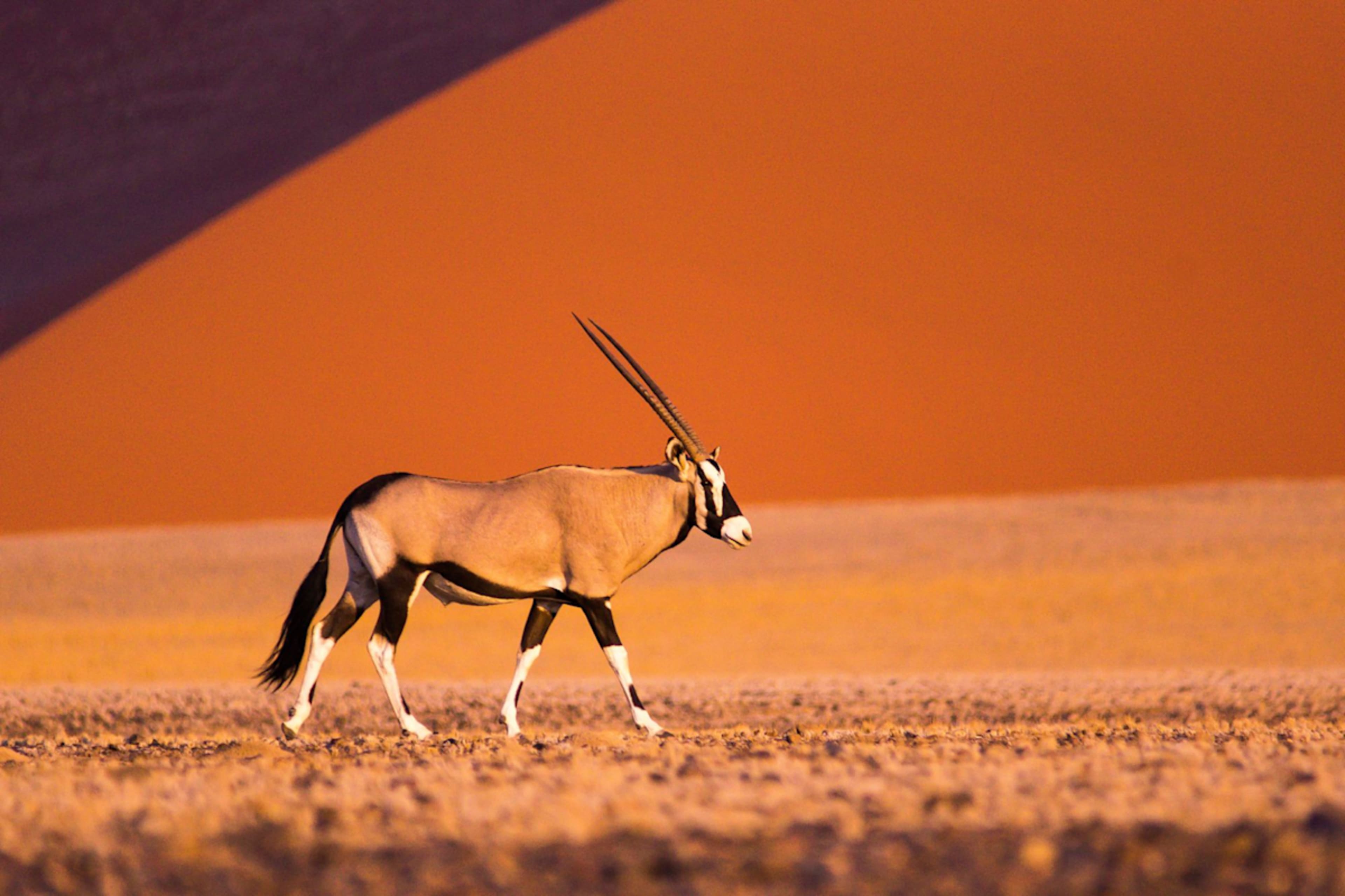Best of Namibia photo 6