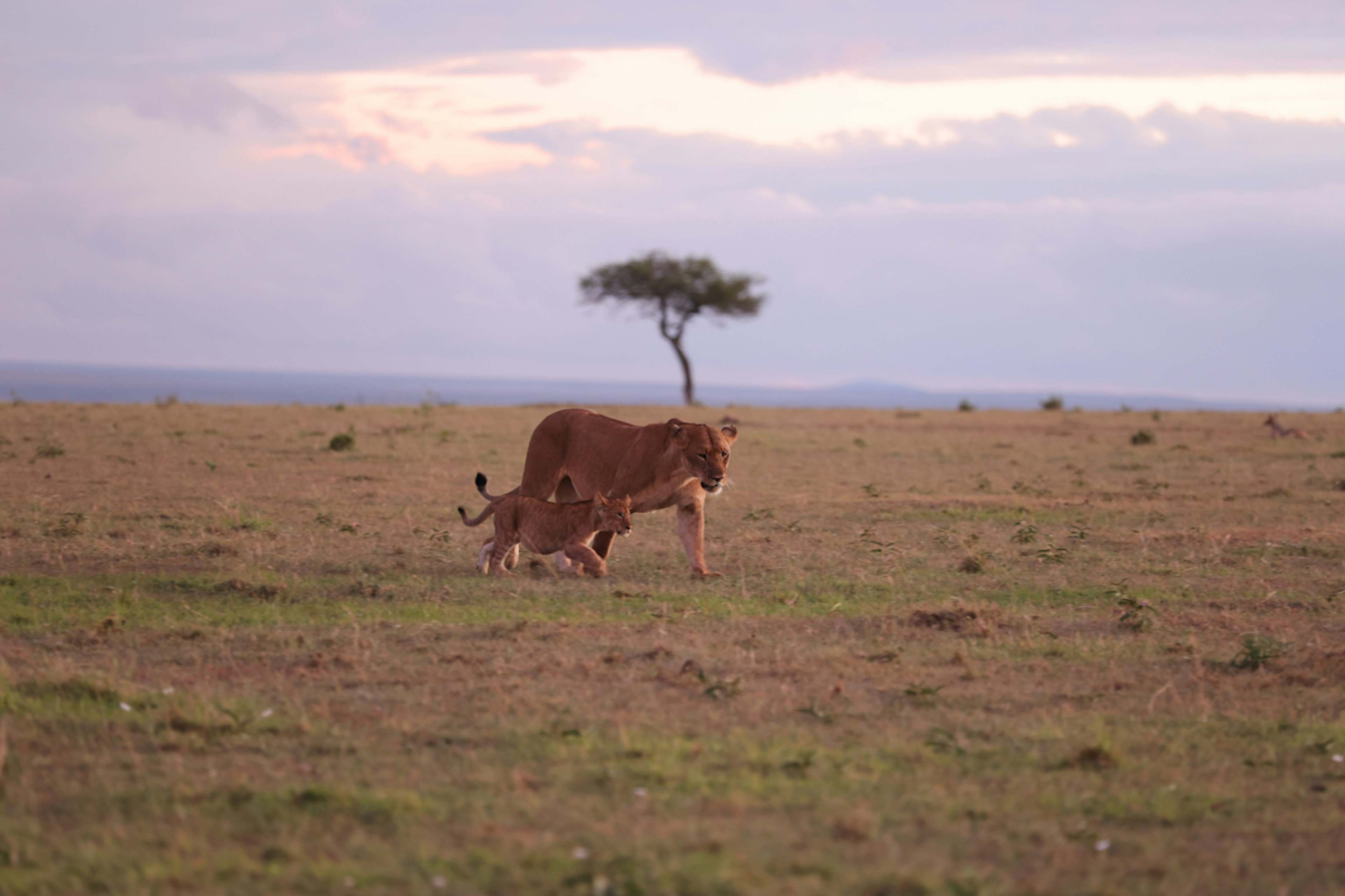 The Grand African Safari: Crater to Cape Town photo 4