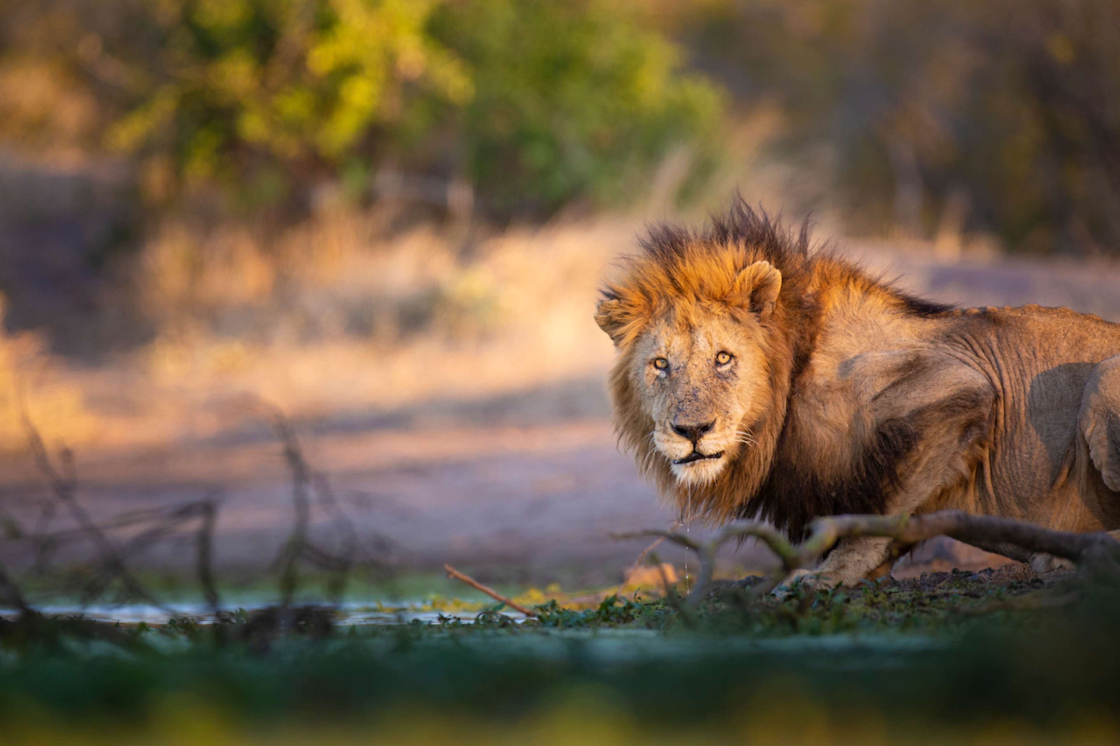 Cape Town & Kruger Safari photo 5