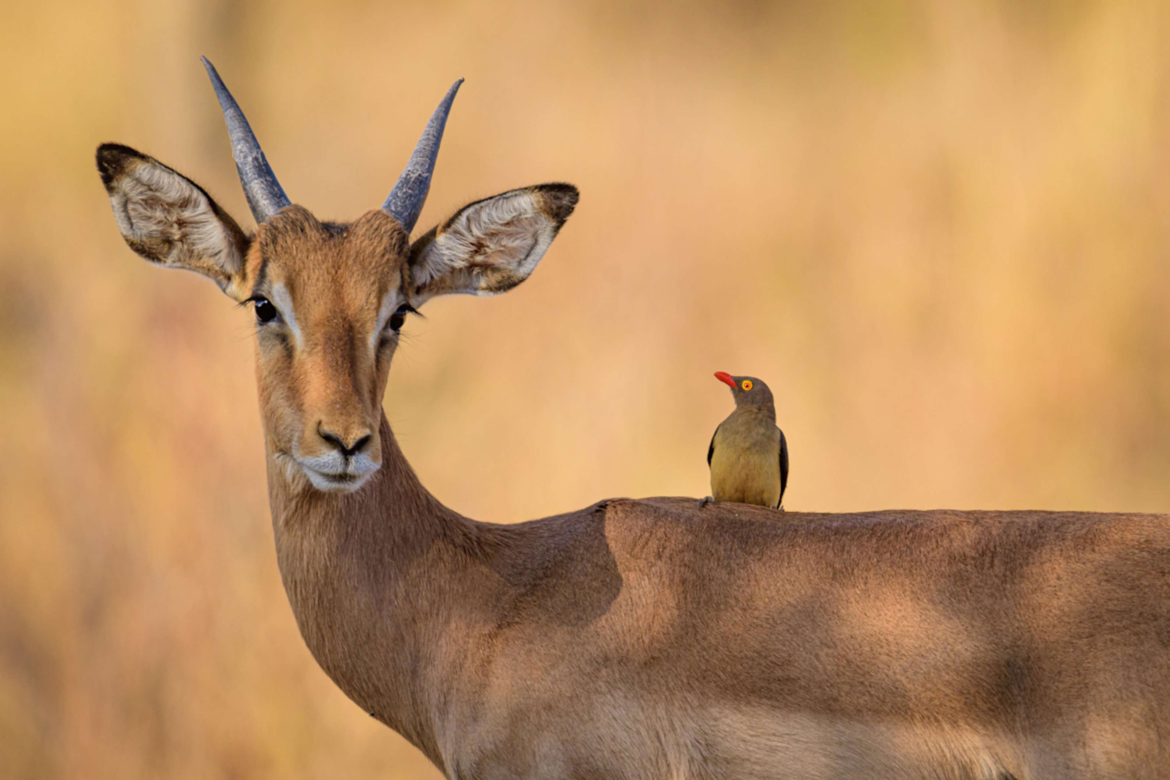 Thrill-Seekers South Africa: Hike, Surf & Safari photo 5