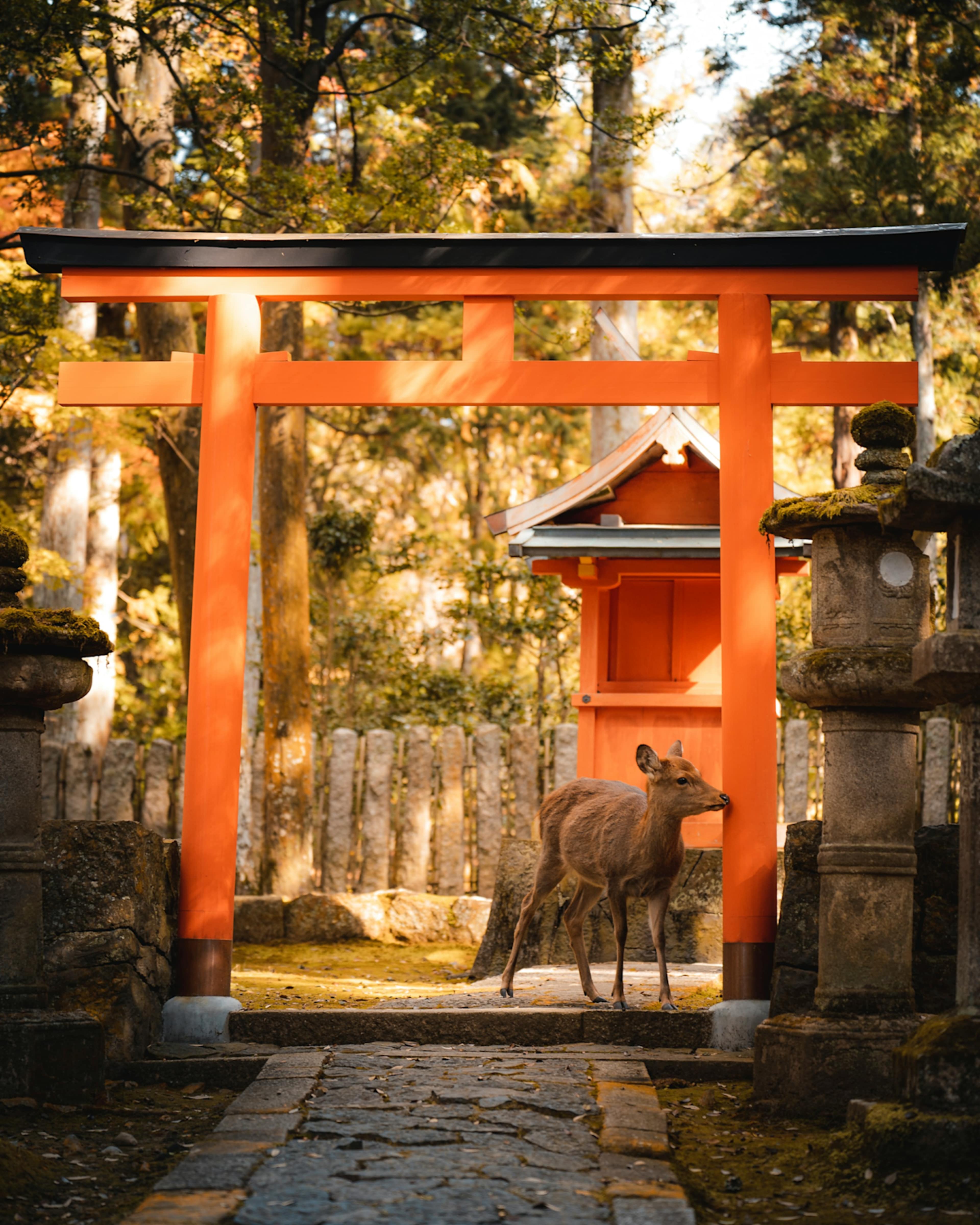 Essential Japan Discovery photo 2