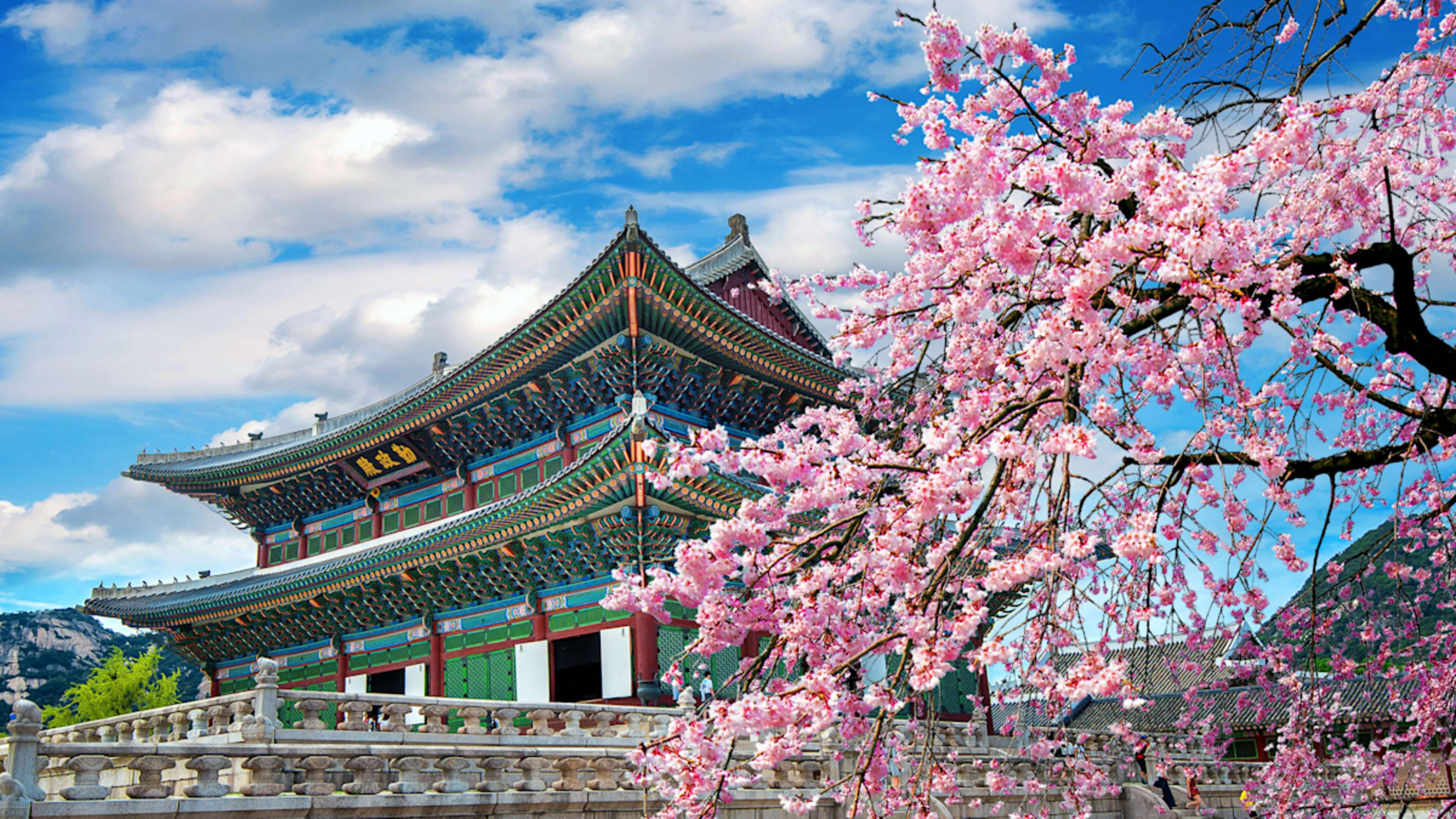 South Korea: Cherry Blossom Edition photo 5
