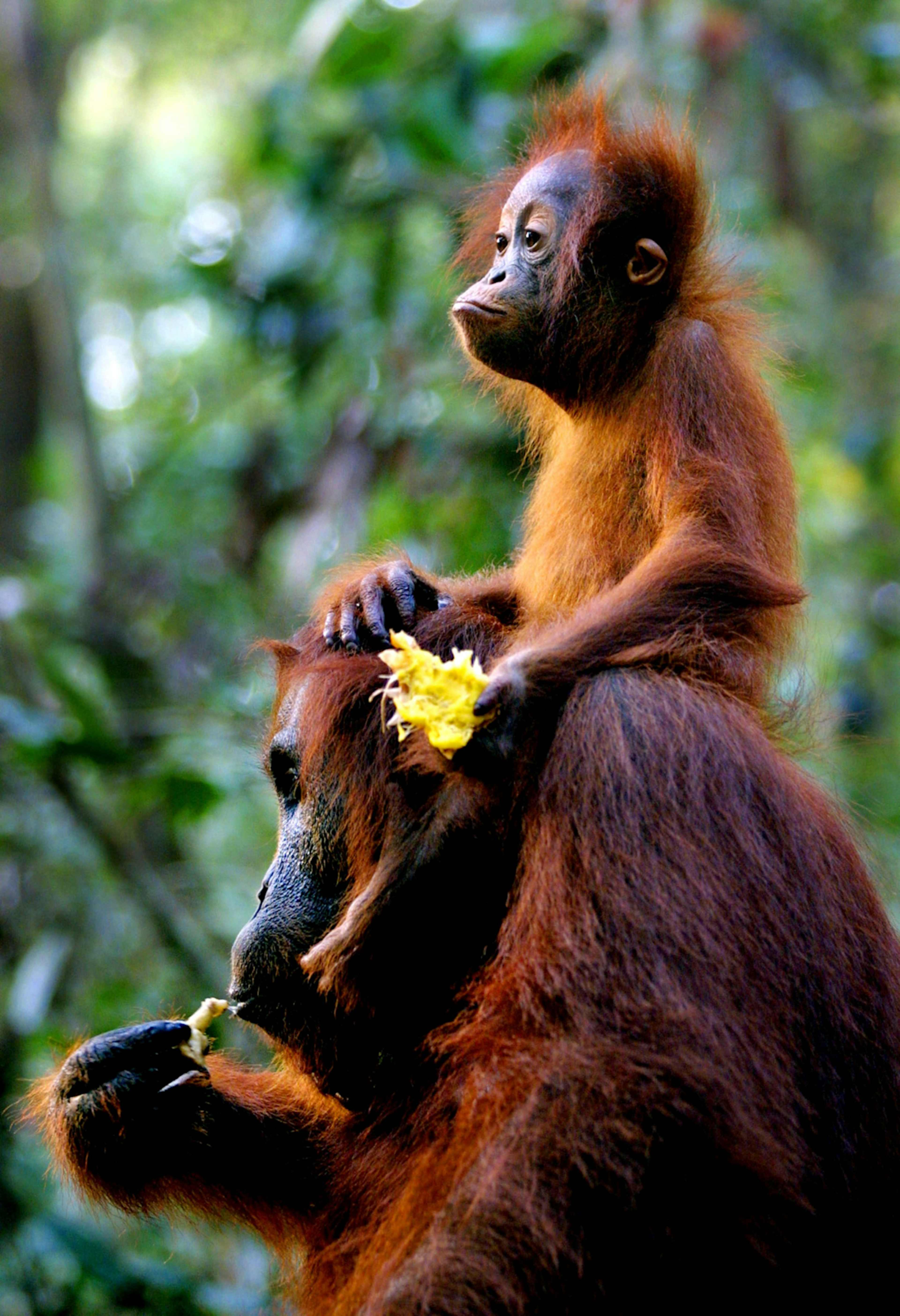 Wildlife Wonders of Malaysia photo 2