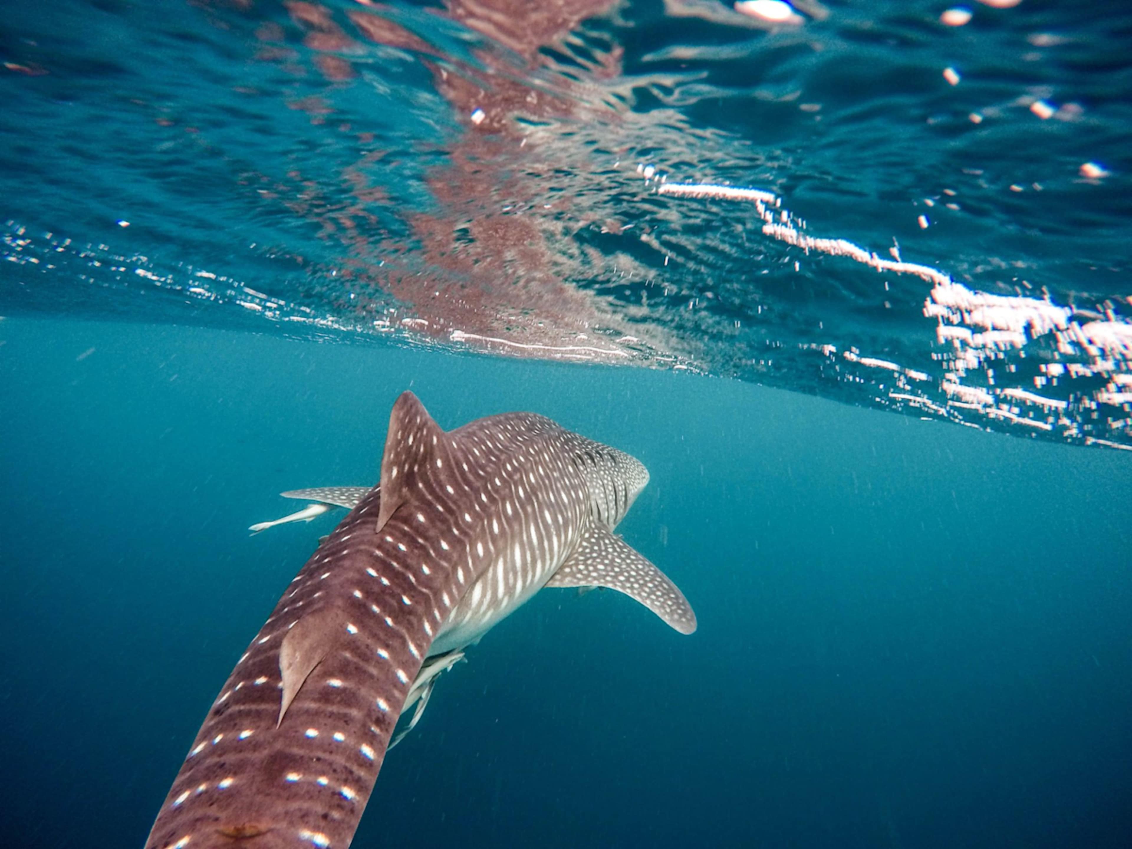 Western Australia In-Depth photo 7