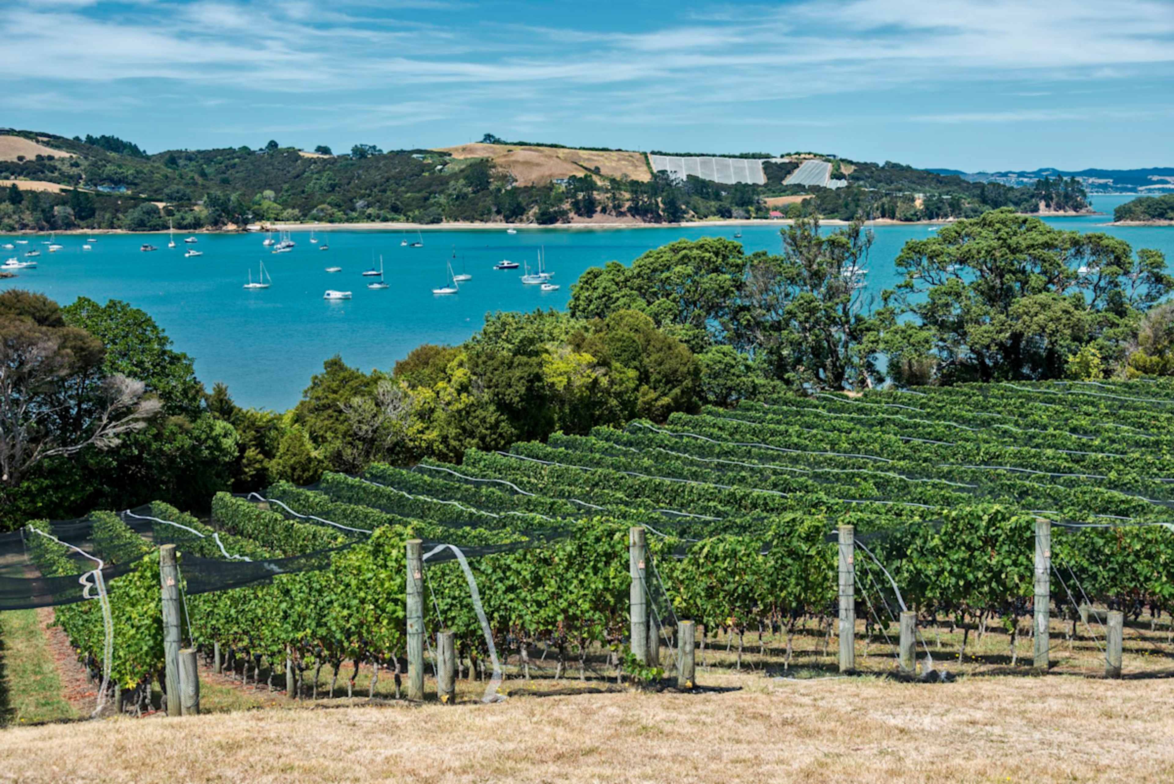 New Zealand Signature photo 5