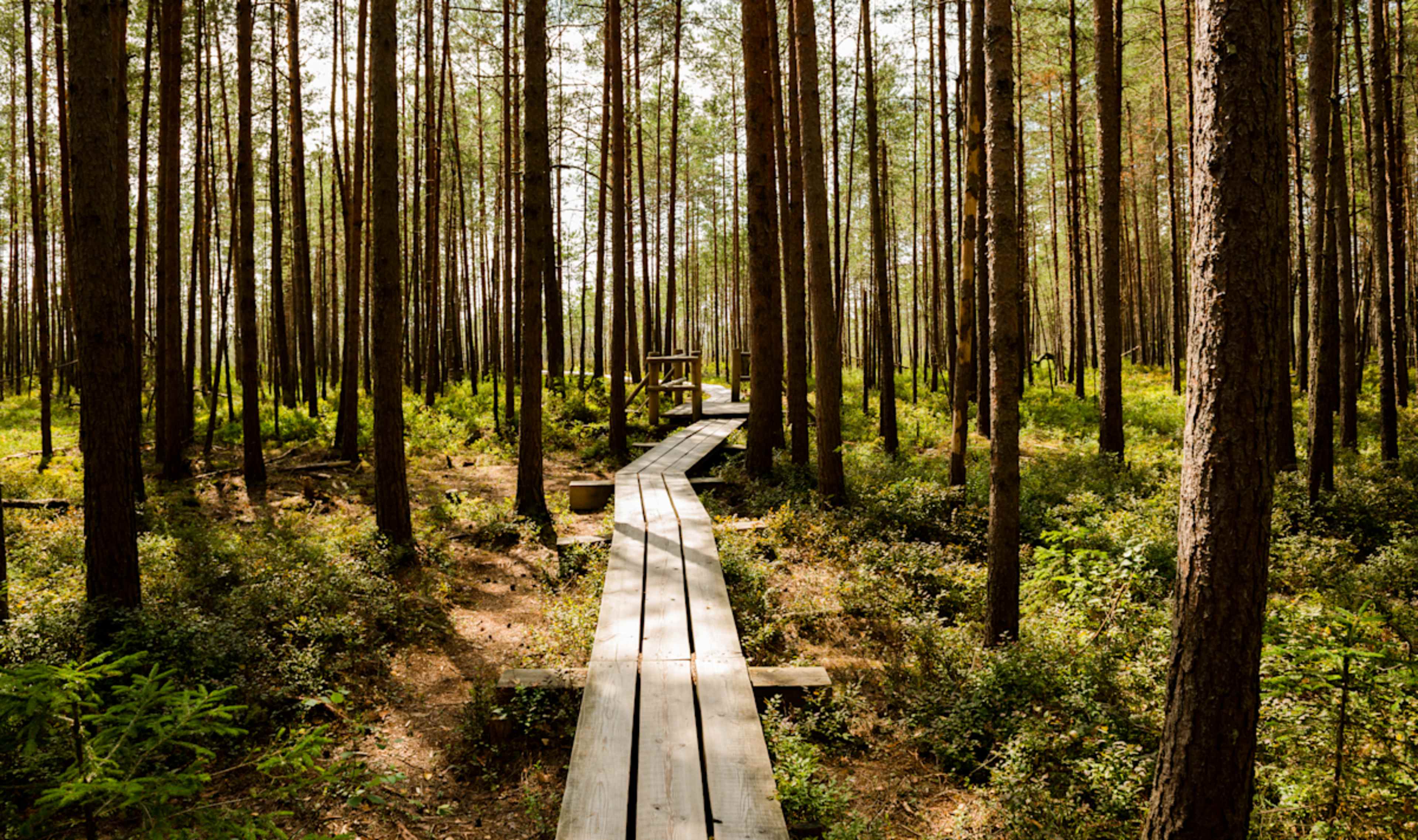 Baltics in Depth  photo 1