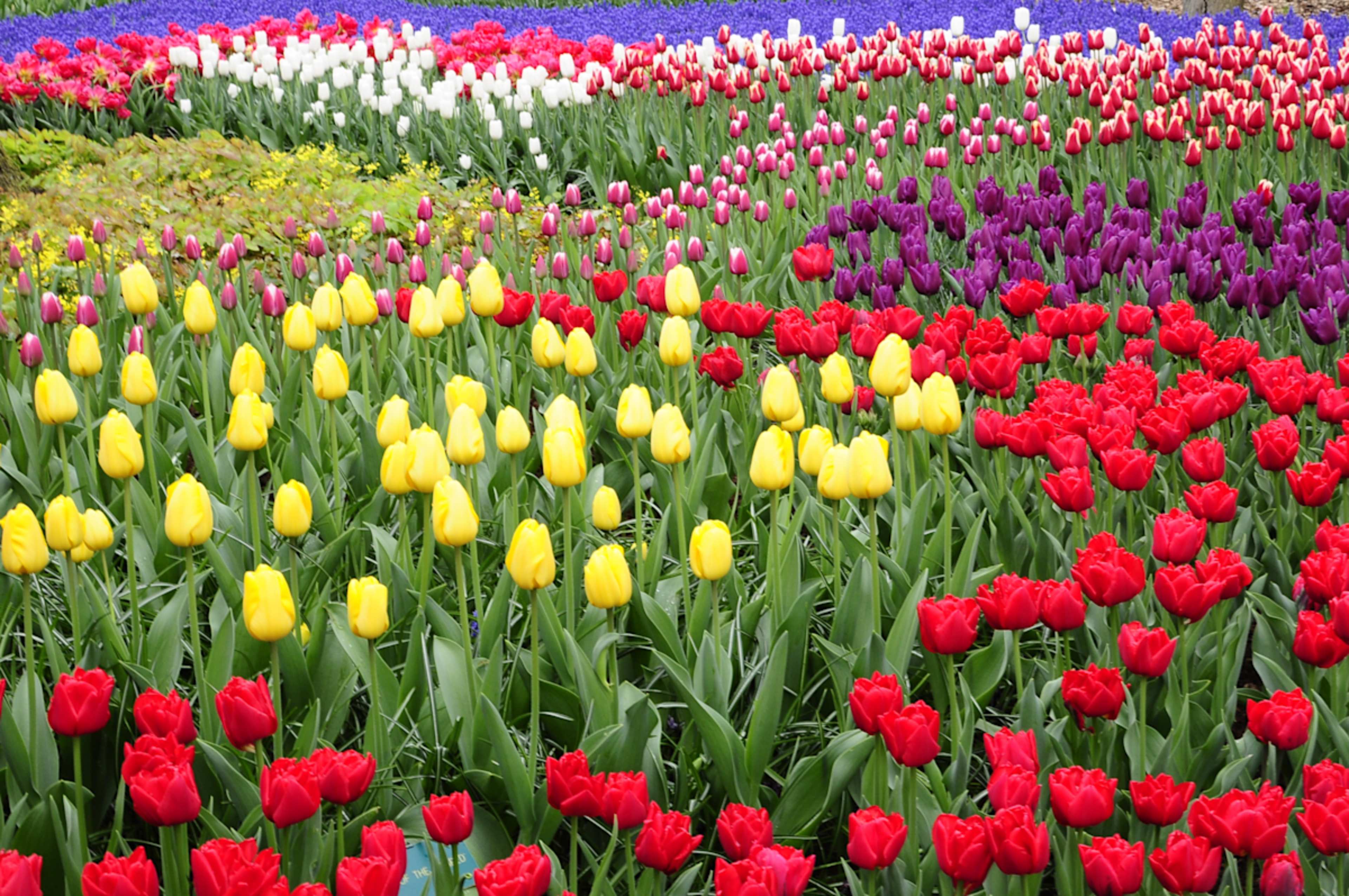 Dutch Tulips and Waterways of Holland photo 5