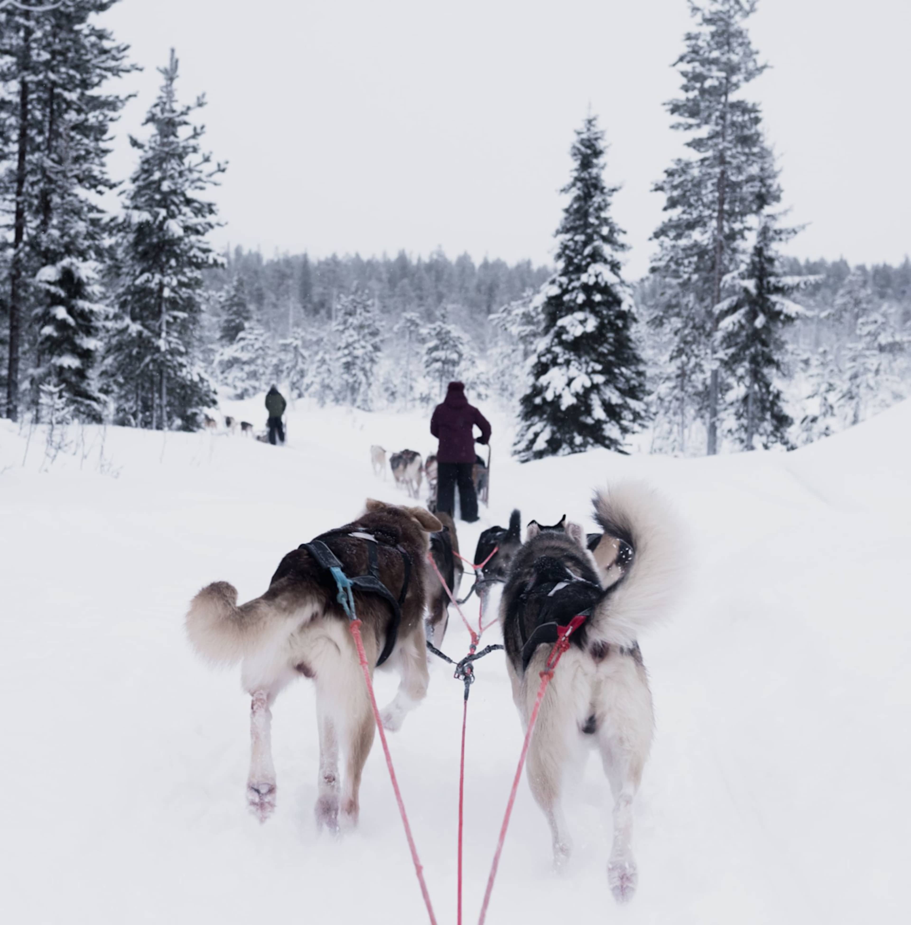 Lapland Winter Wonderland photo 5