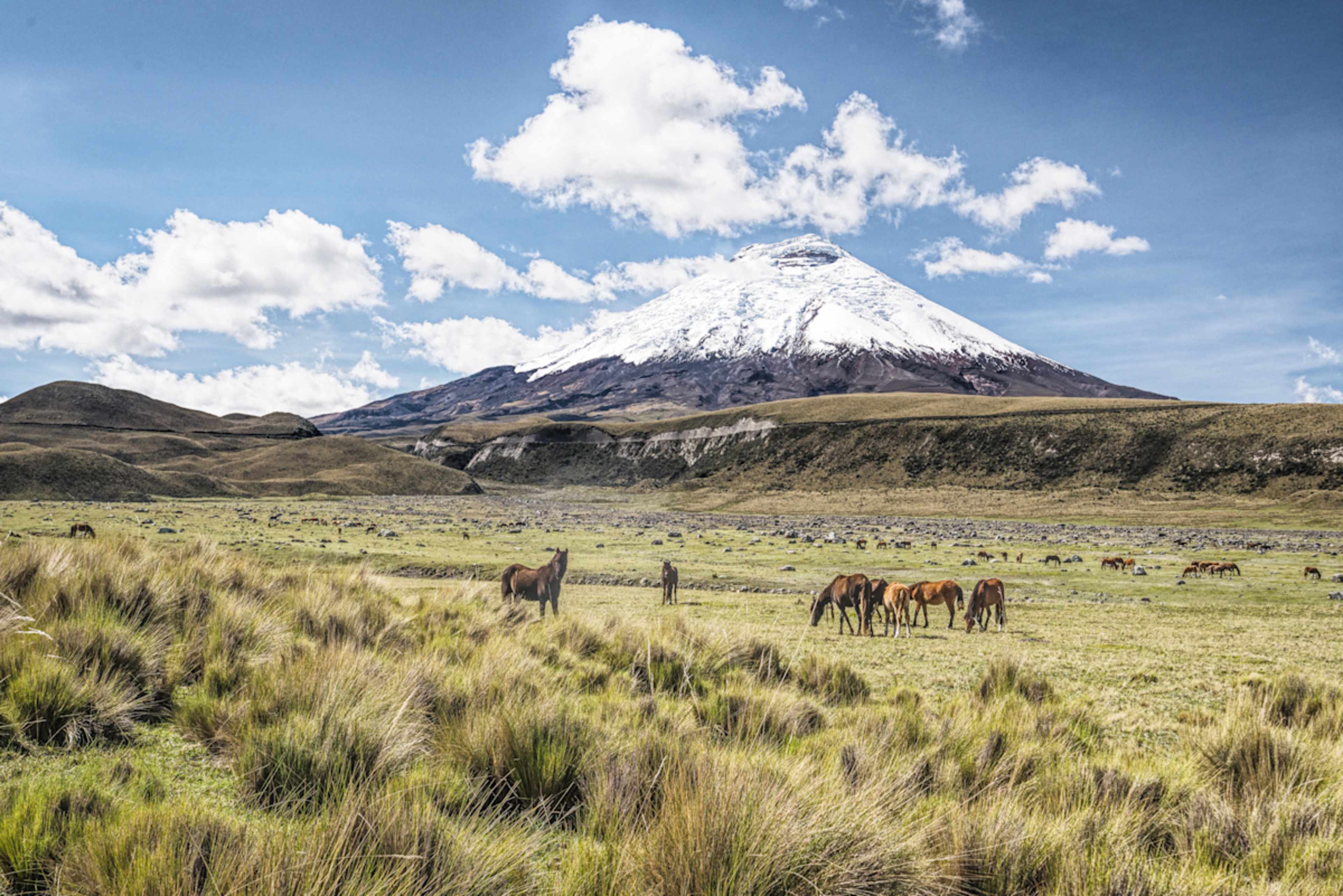 Ecuador's Wild Wonders: Peaks to Cloud Forest photo 1