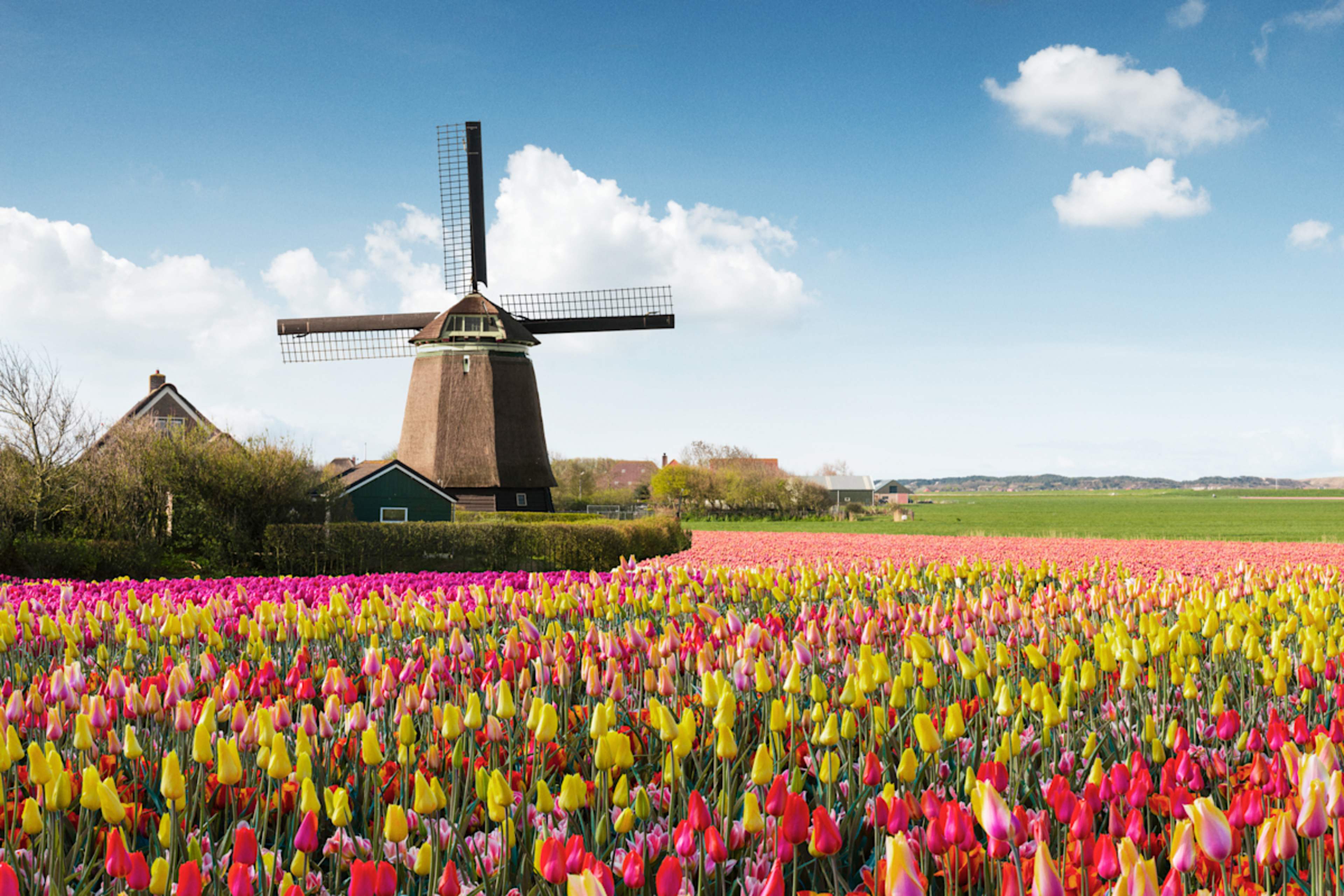 Dutch Tulips and Waterways of Holland photo 1