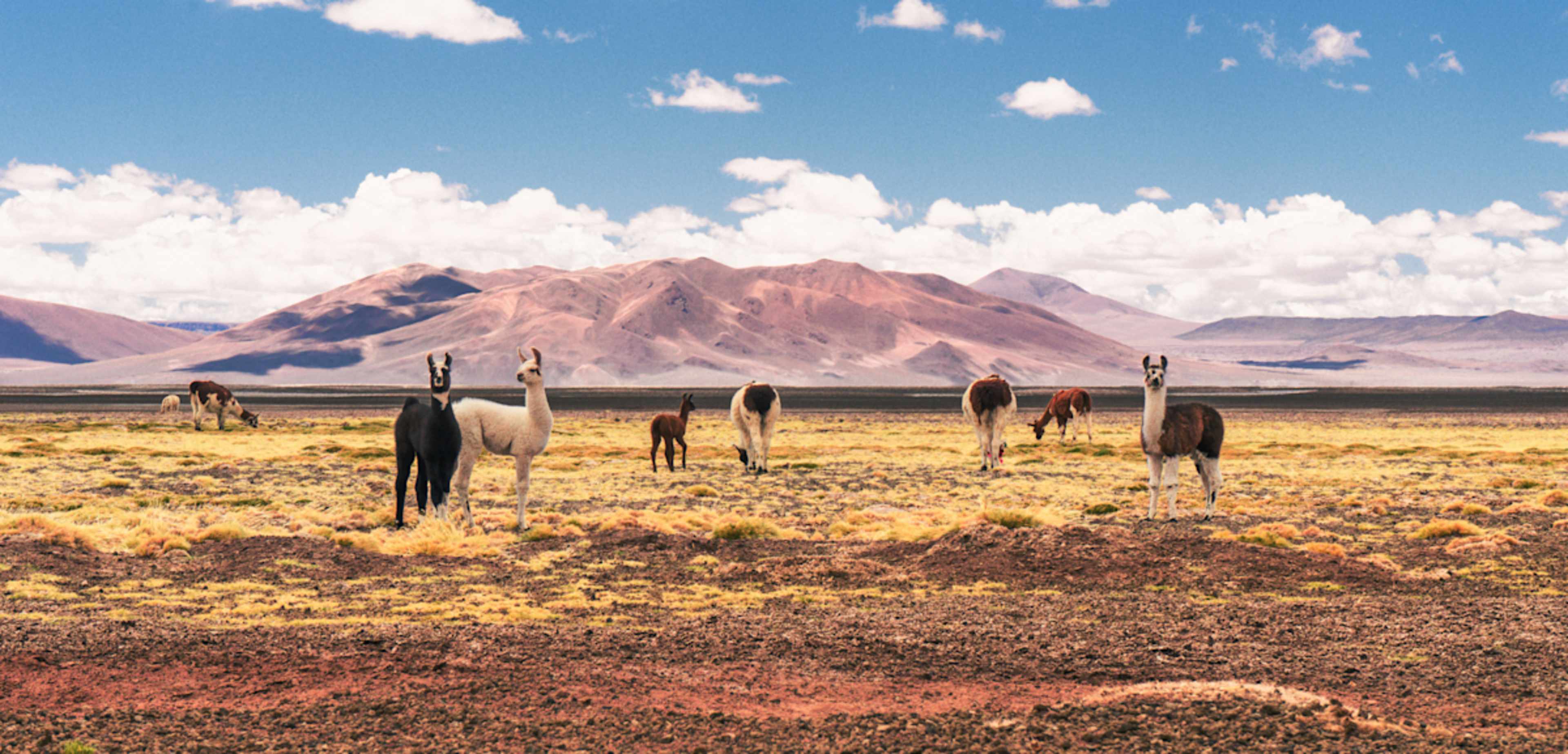 Chile Signature: Fire & Ice photo 5