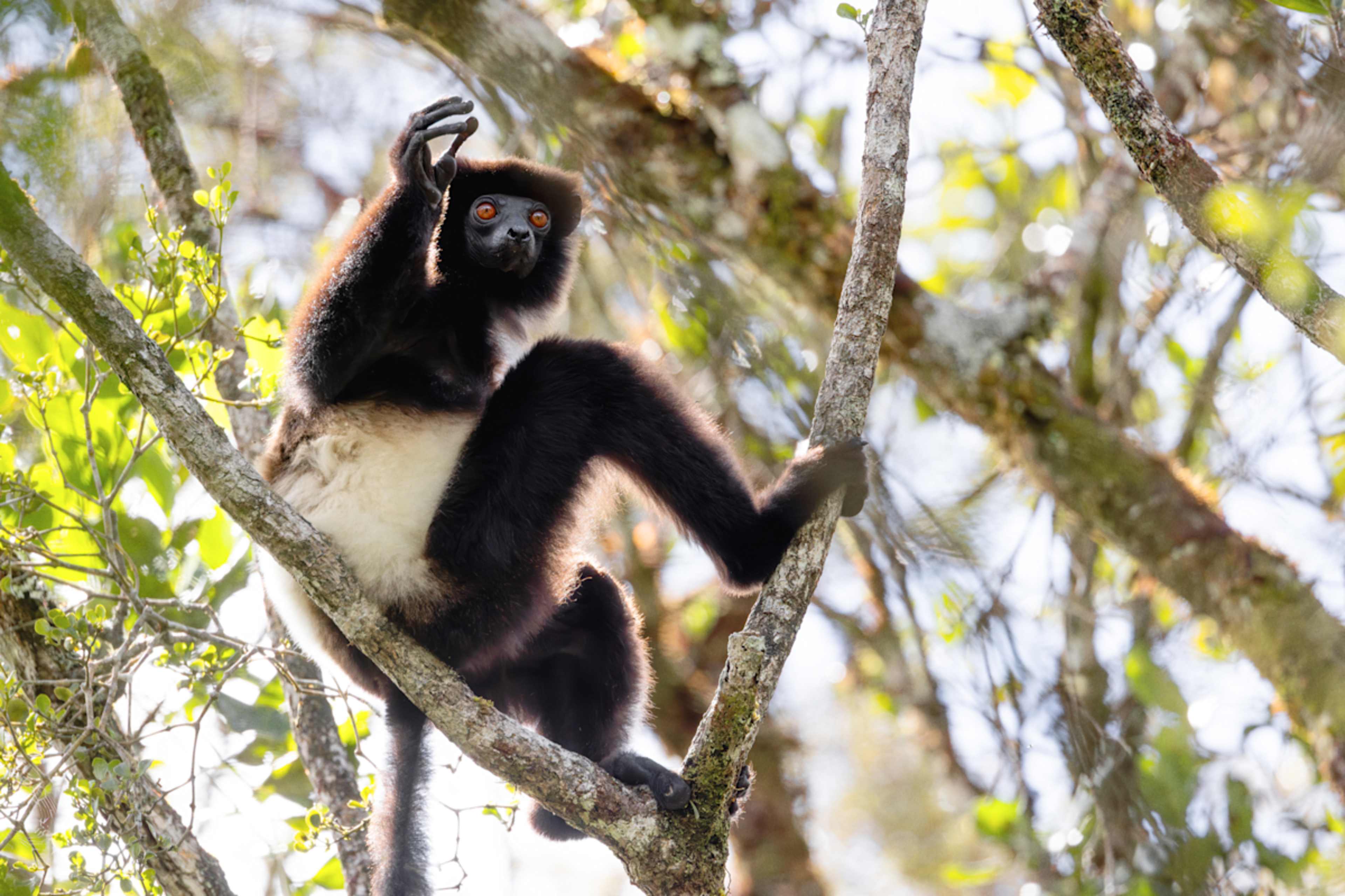 Madagascar Lemur Fever photo 5
