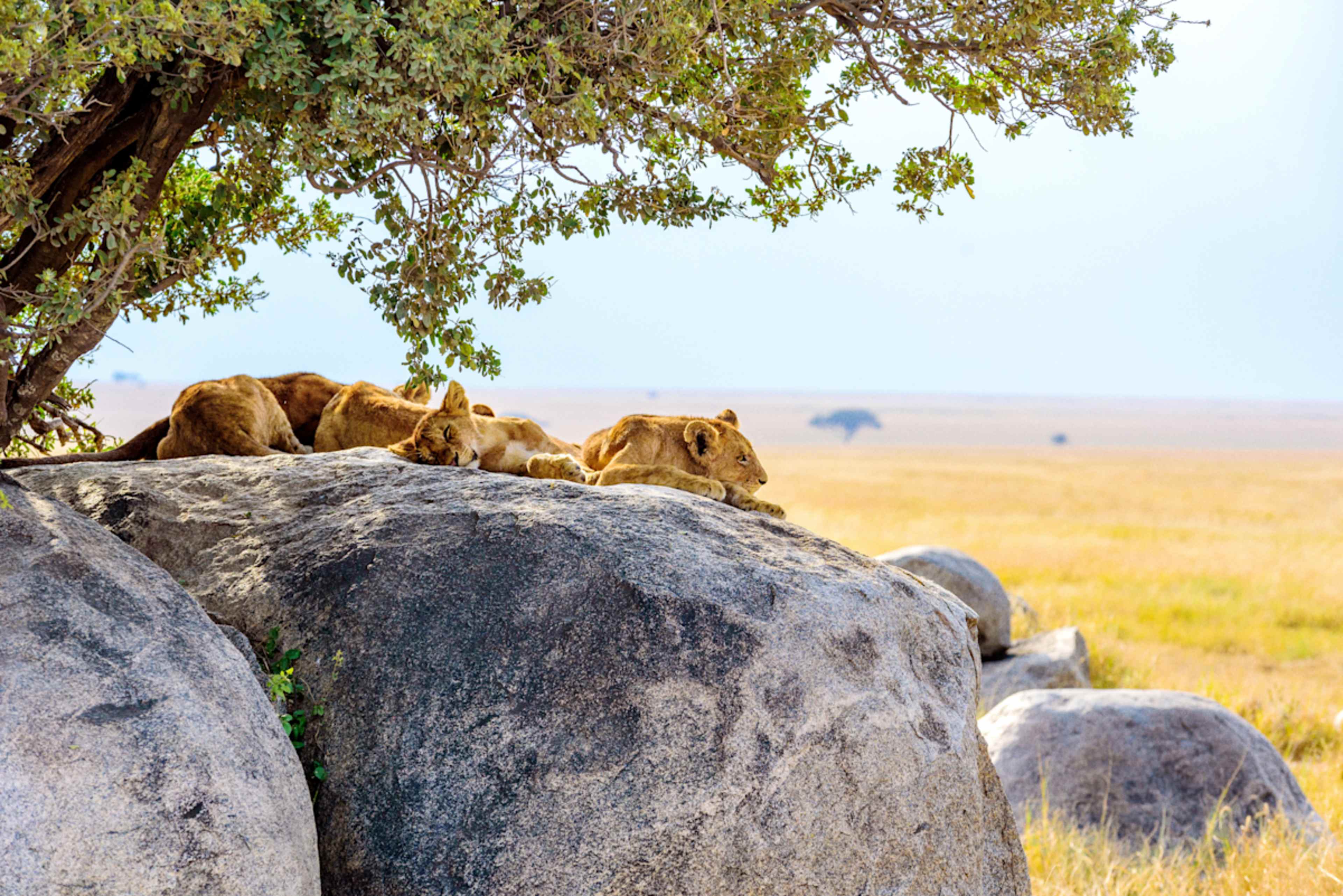Uncharted Tanzania: North to South Safari photo 2