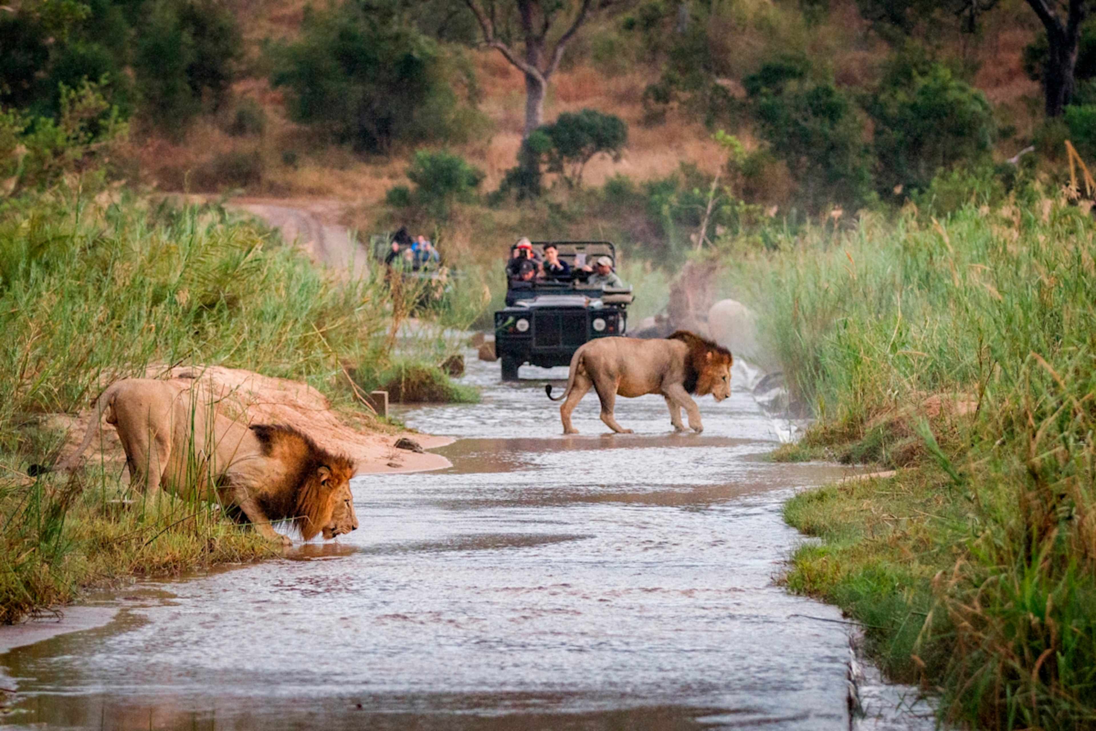 Thrill-Seekers South Africa: Hike, Surf & Safari photo 3