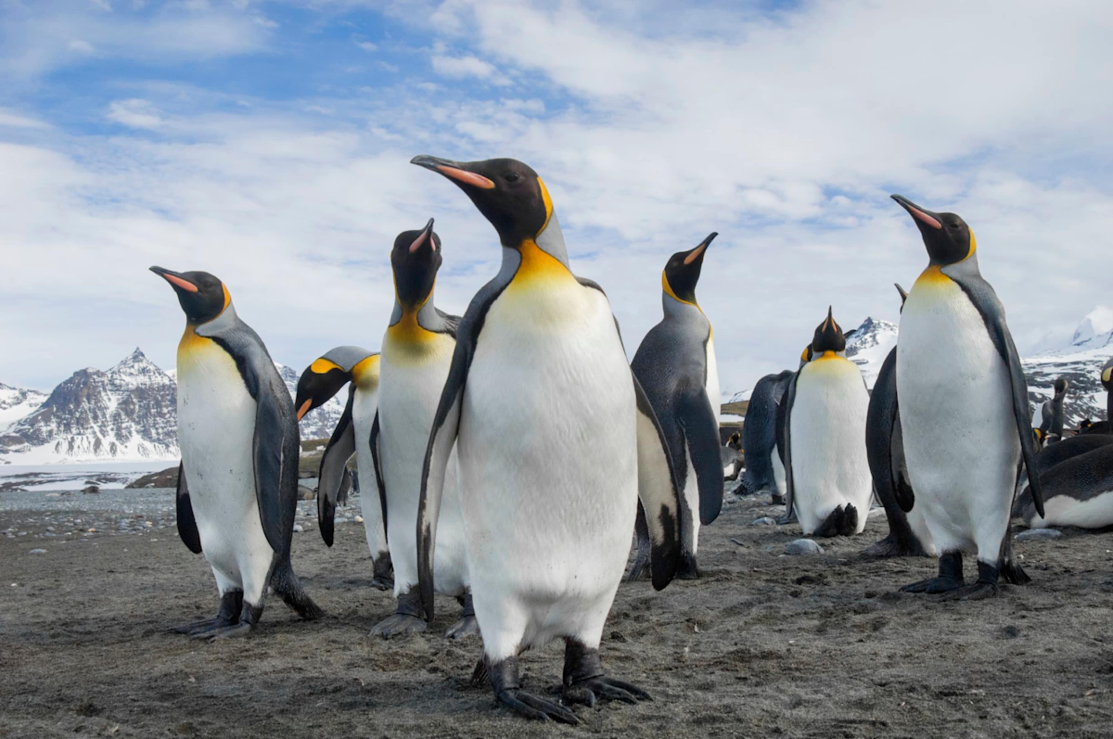 Antarctica, South Georgia & the Falkland Islands photo 3