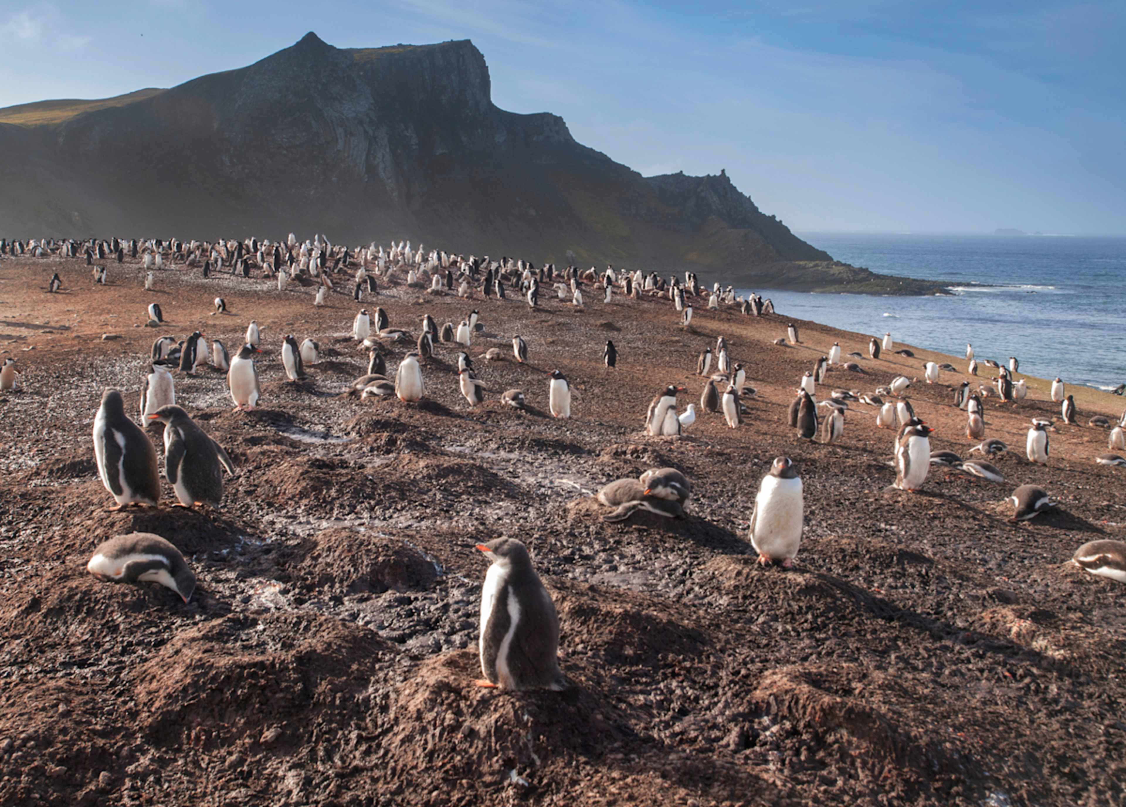 Journey to the White Continent photo 4
