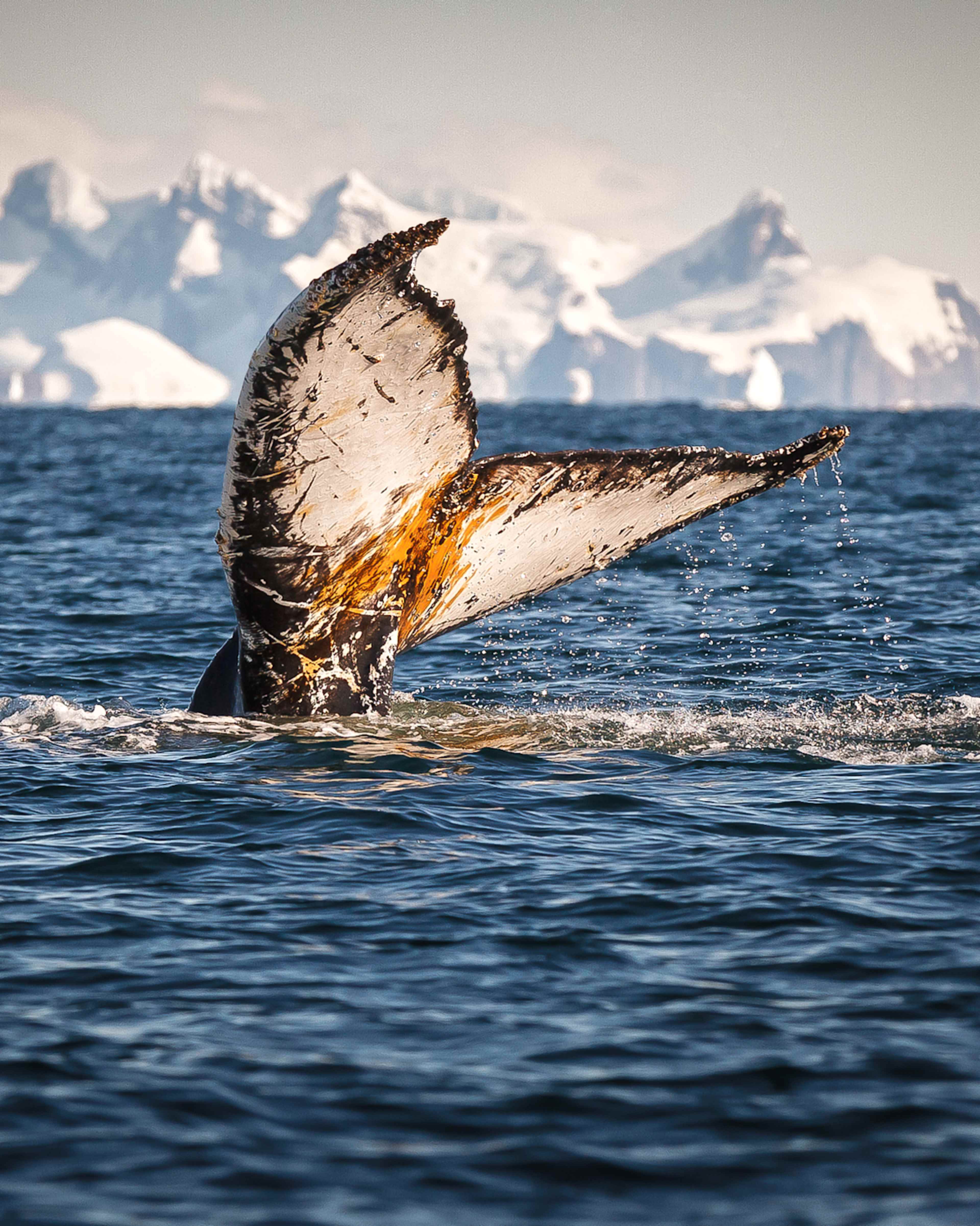 Journey to the White Continent photo 3
