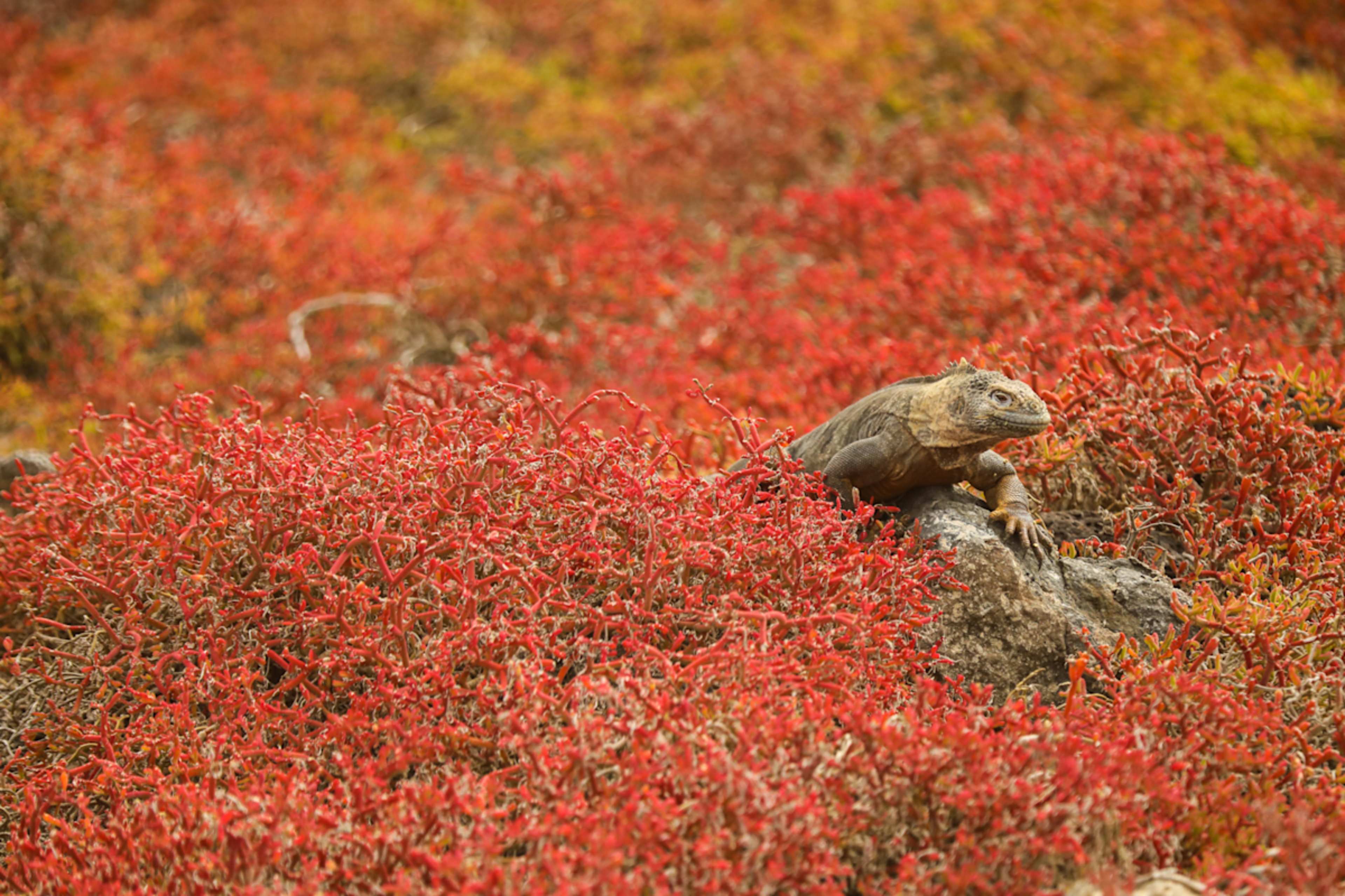 Galapagos Cruise & Machu Picchu Highlights  photo 3