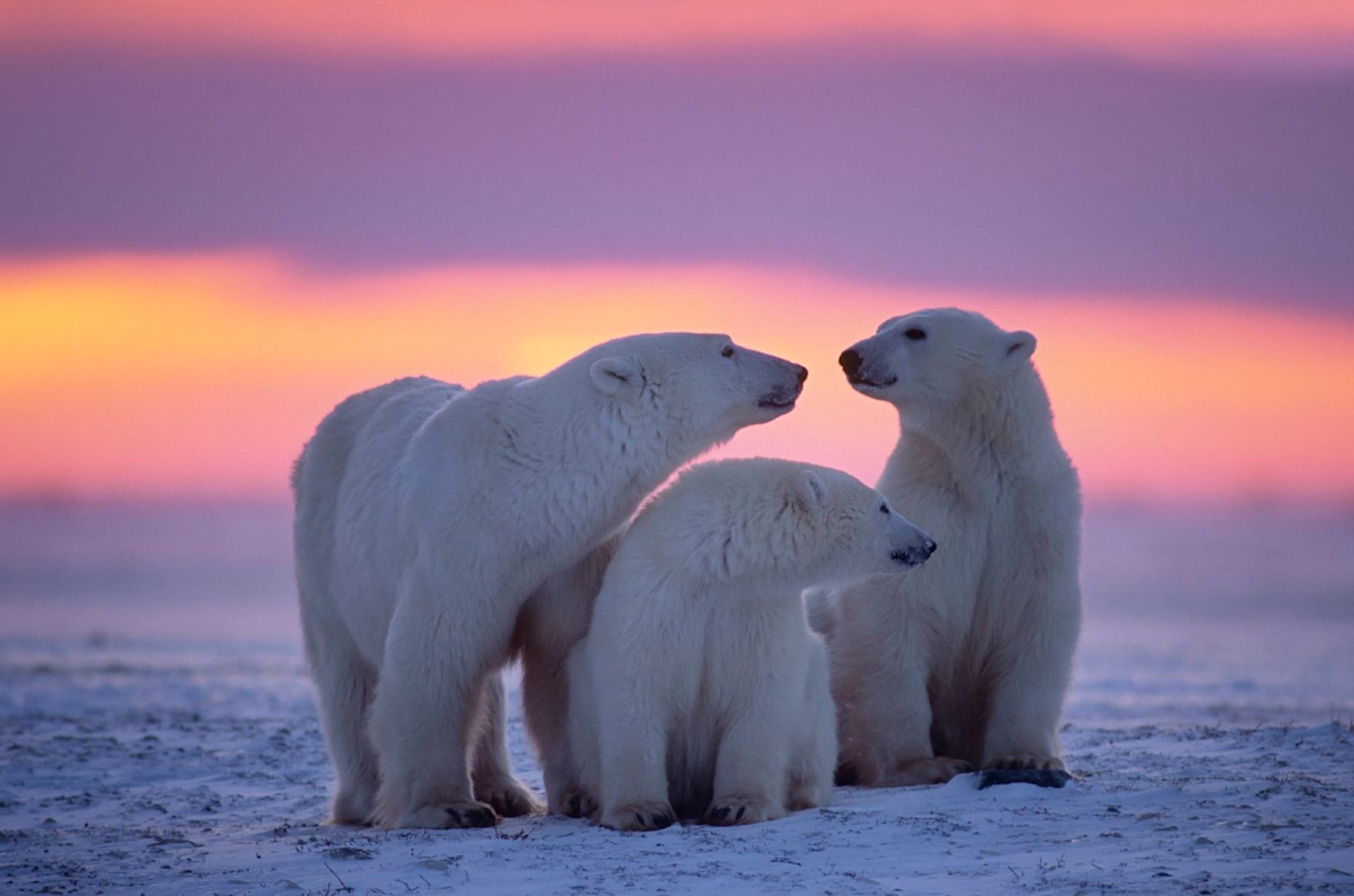 Polar Voyage: Svalbard, Spitsbergen & Southern Fjords photo 2