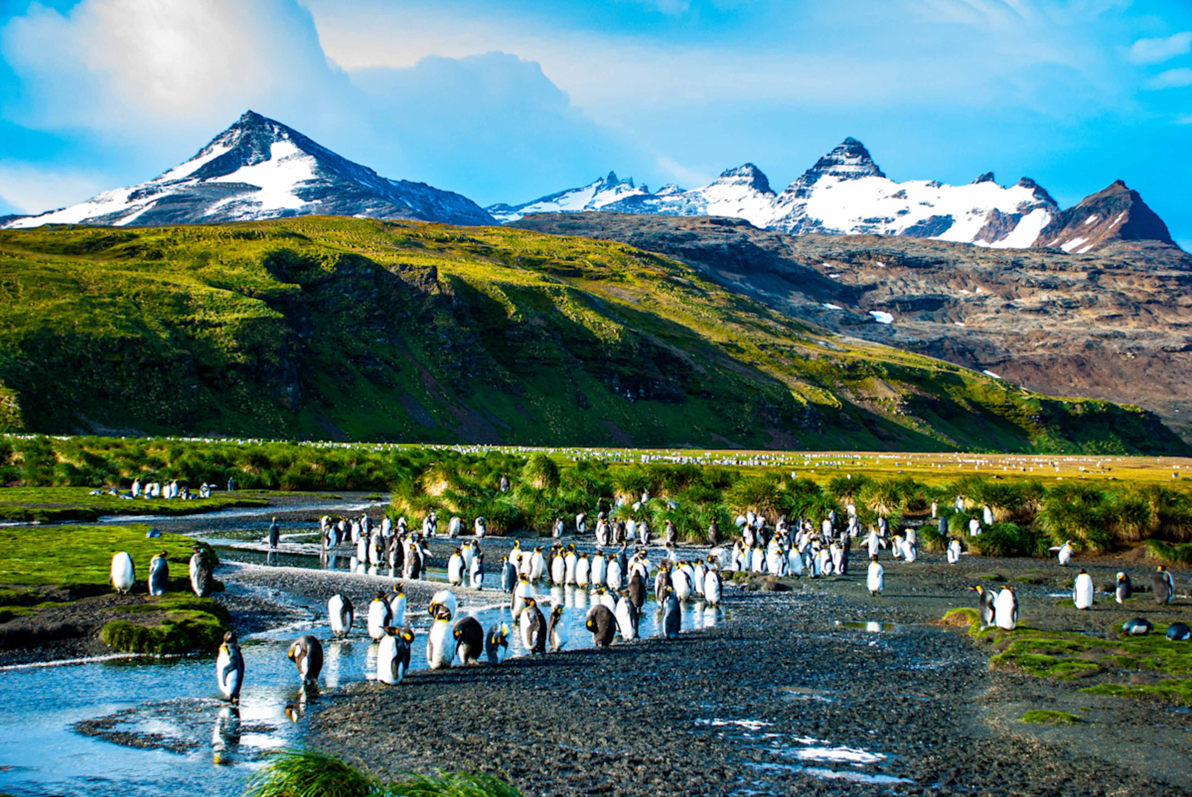 Antarctica, South Georgia & the Falkland Islands photo 1
