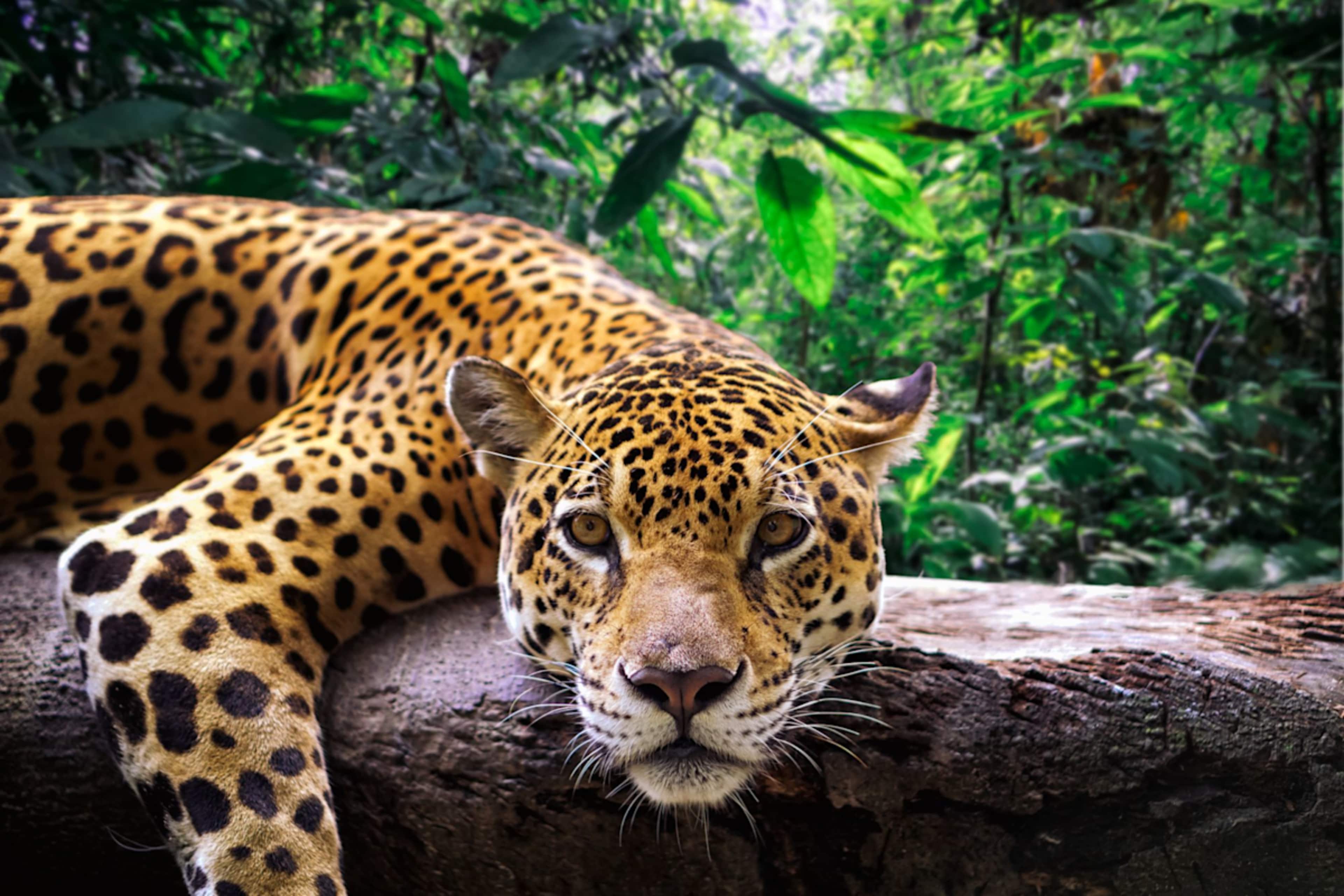 Amazon Lodge & Machu Picchu Highlights photo 3