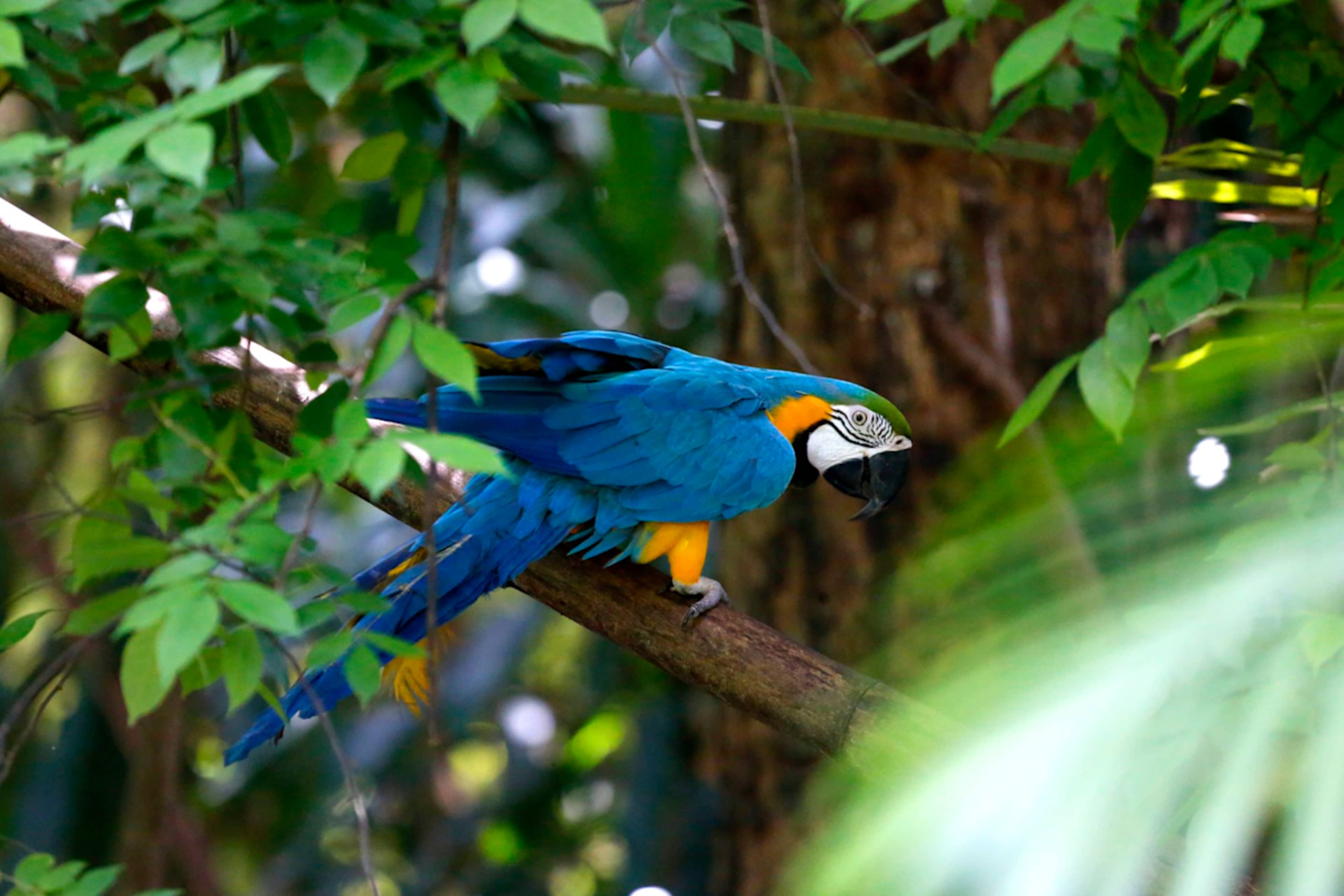 Amazon Lodge & Machu Picchu Highlights photo 4