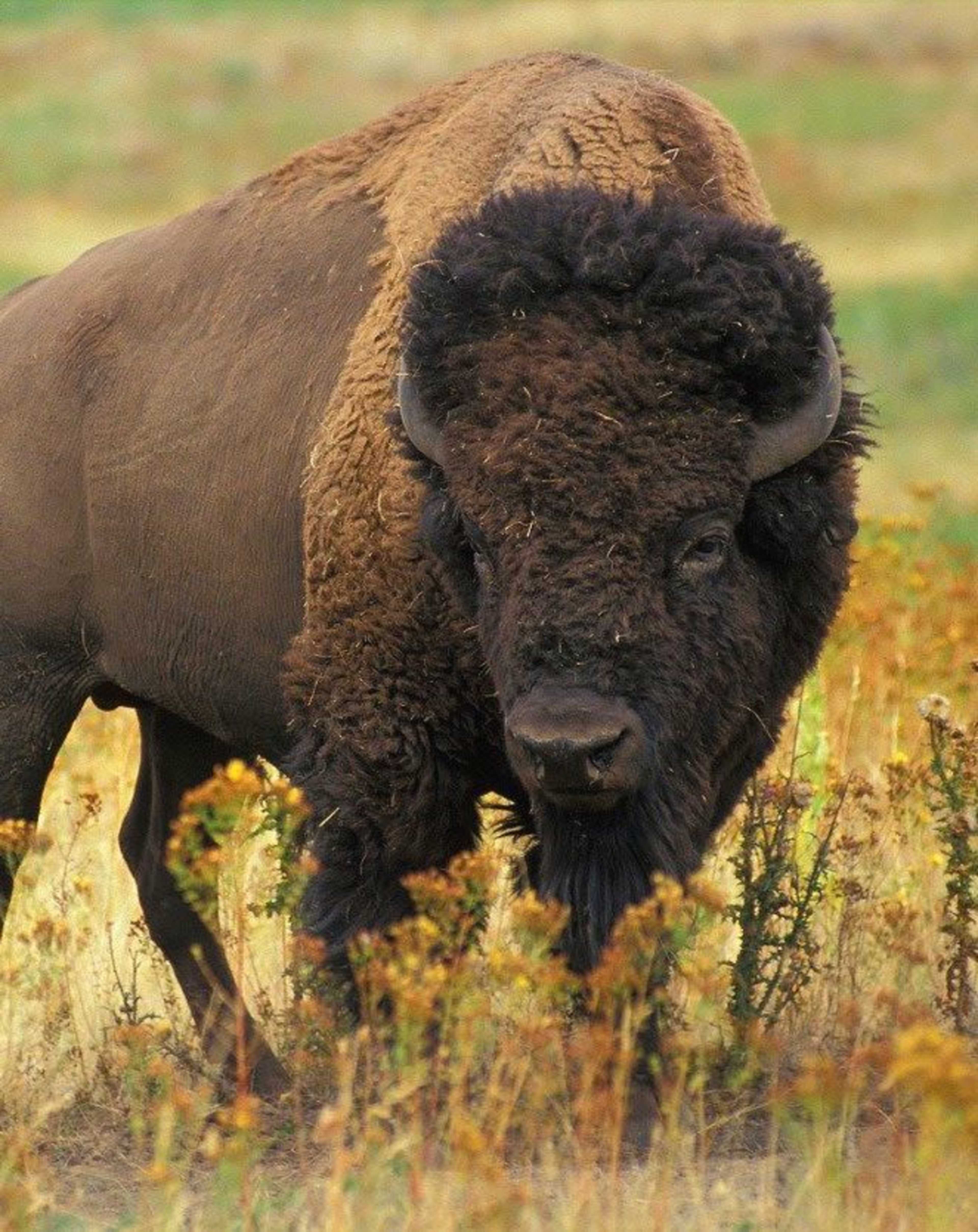 Grand Teton & Yellowstone Signature photo 4