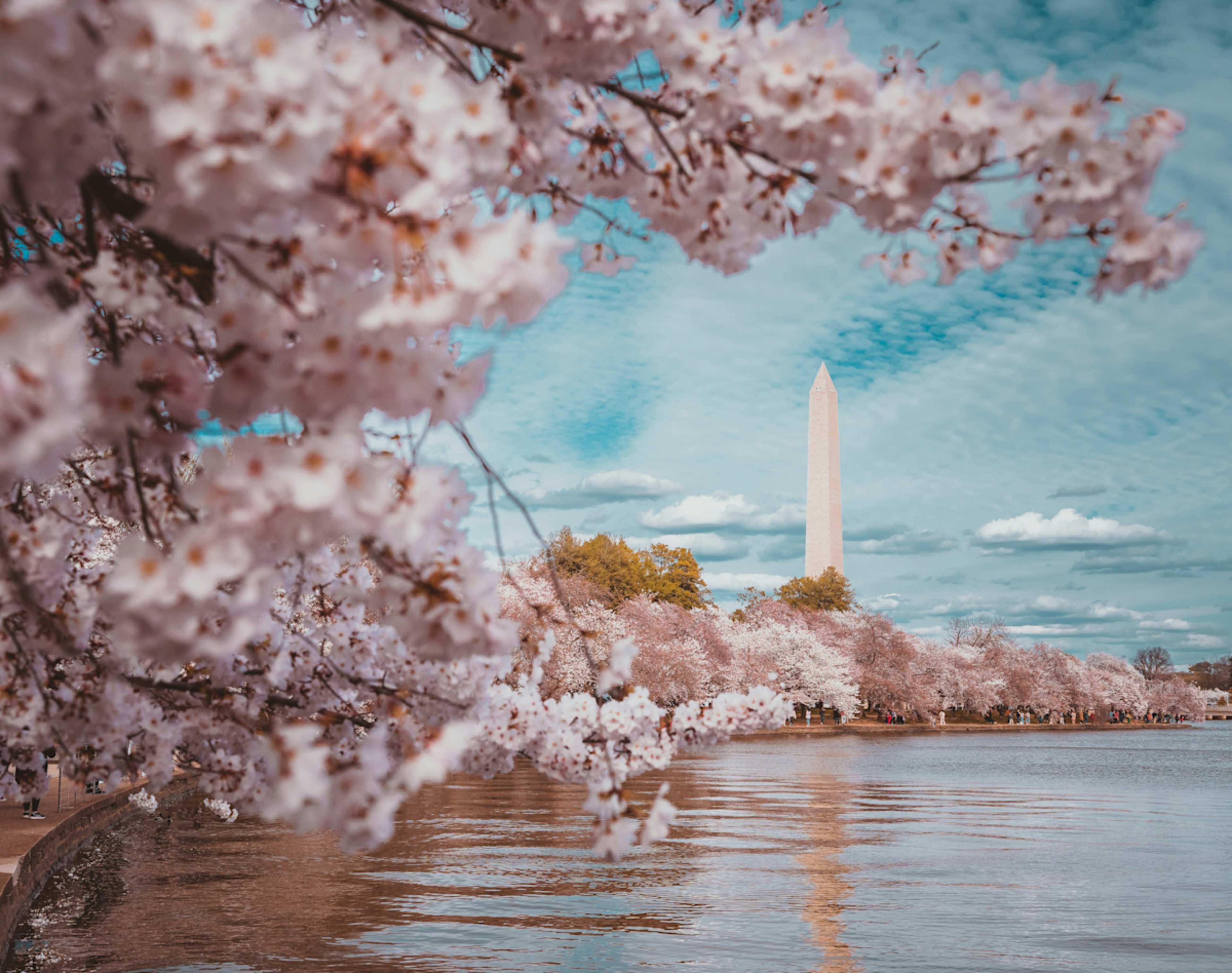Capital in Bloom: D.C. Cherry Blossom Escape photo 1