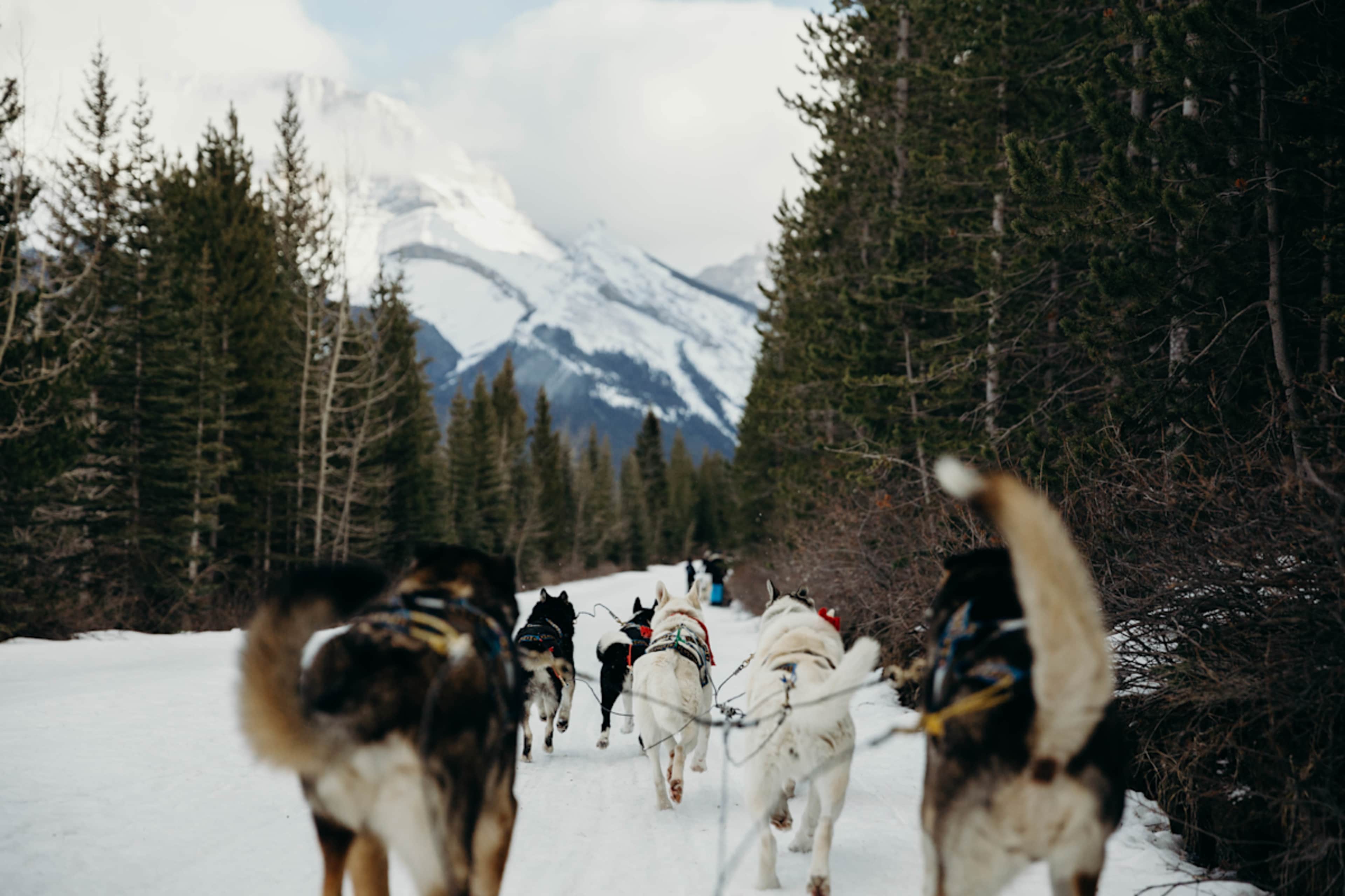 Canadian Rockies Winter Adventure photo 4