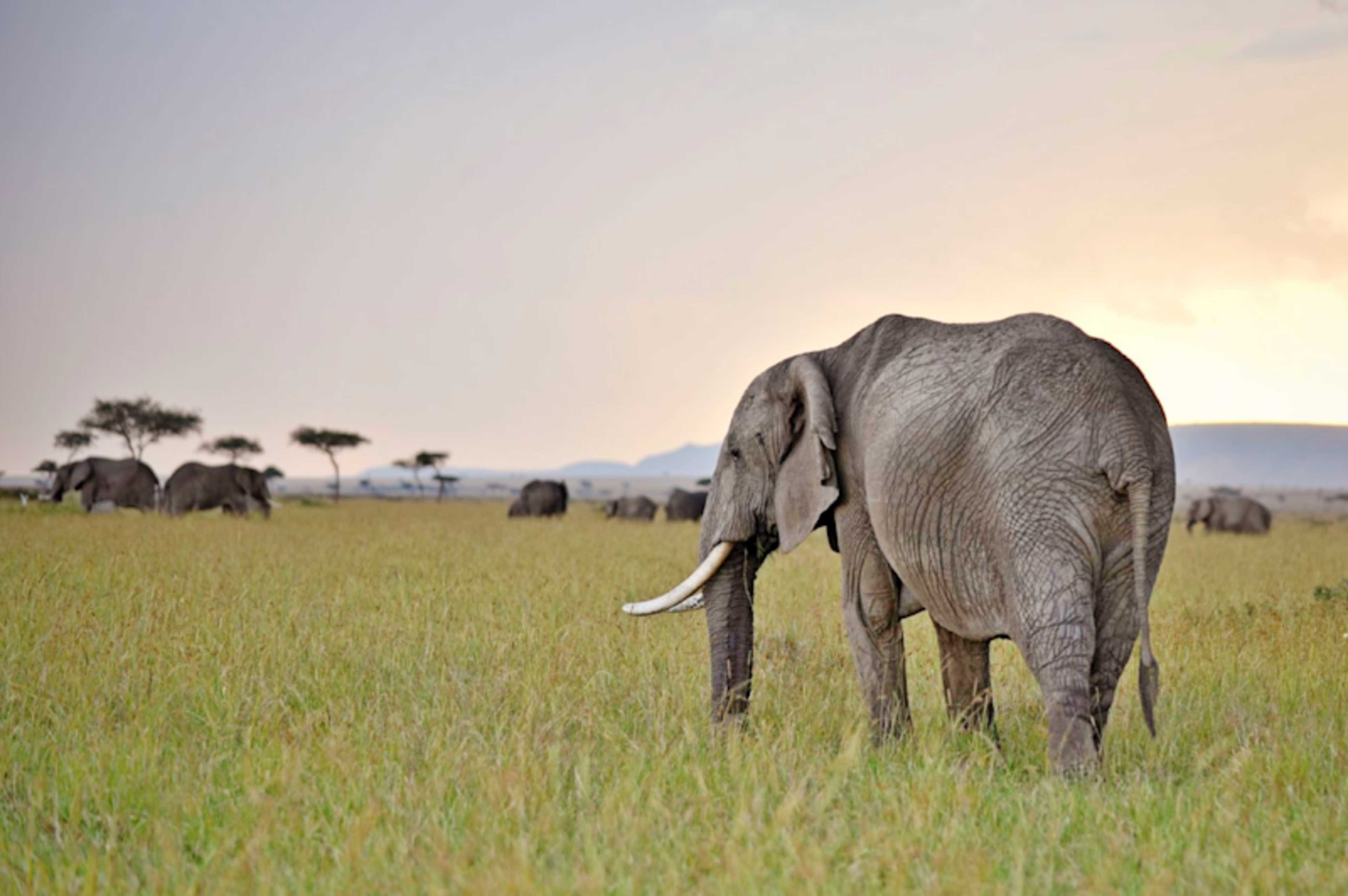Egypt & Kenya: Ancient Pyramids & Big Five Safari photo 2
